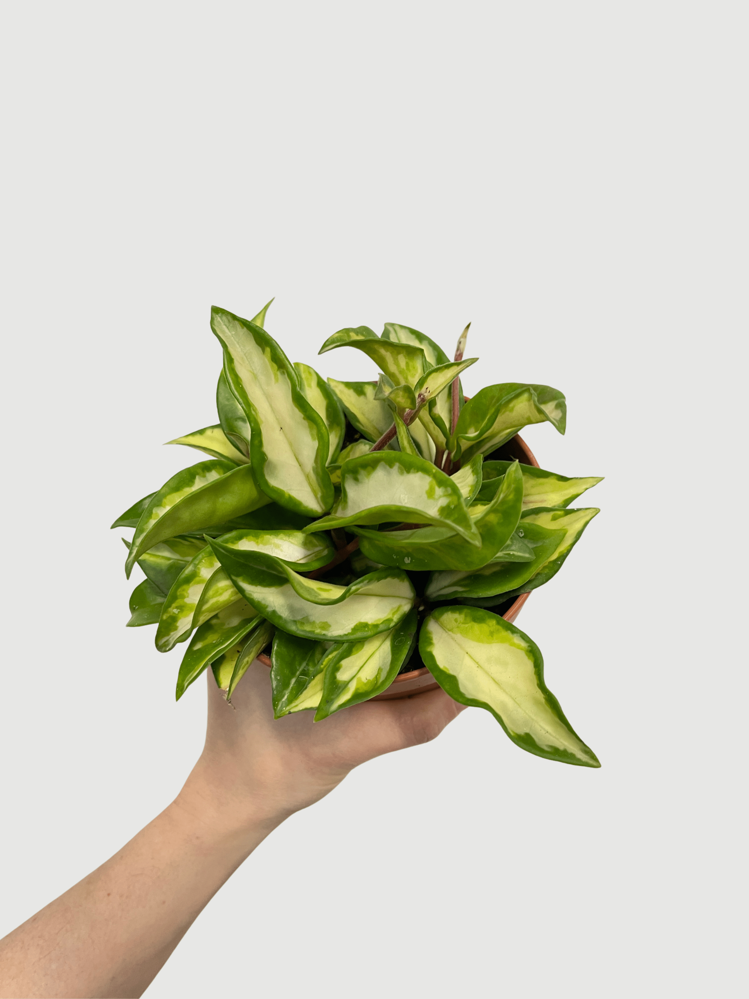 Hoya Carnosa Tricolour | Wax Plant, Variegated Gem