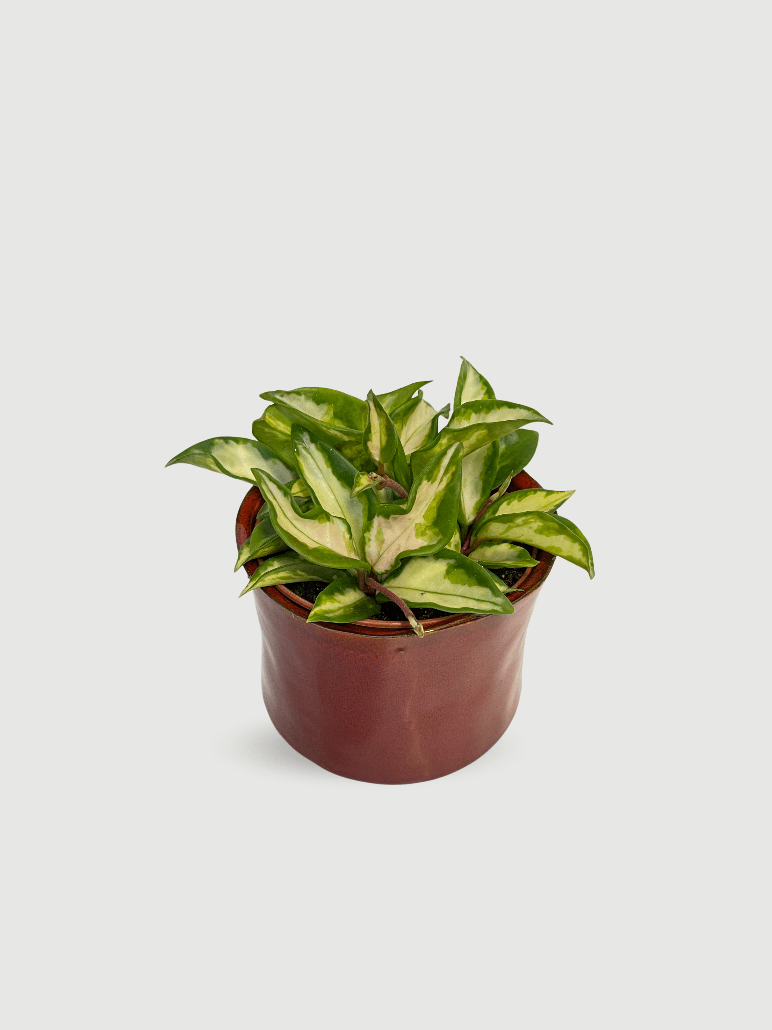 Hoya Carnosa Tricolour | Wax Plant, Variegated Gem