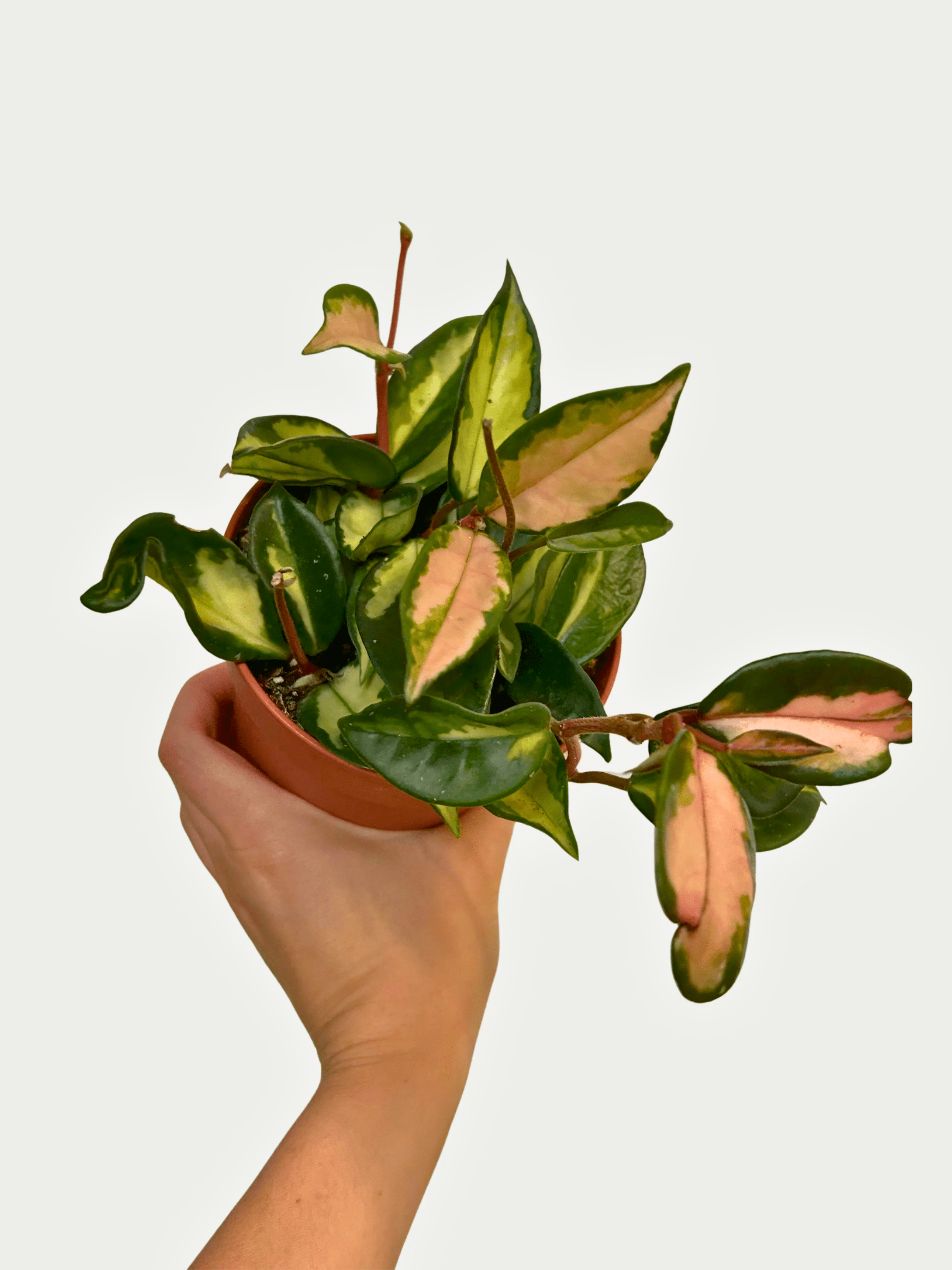 Hoya_Carnosa_Tricolour__Wax_Plant_Variegated_Gem