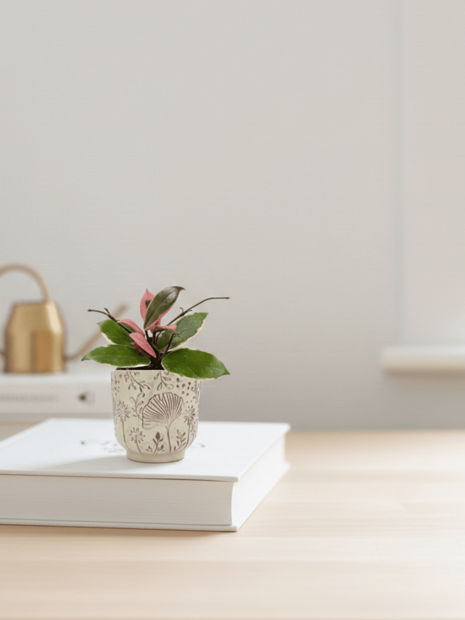 Hoya Flamingo dream, Pet Safe Houseplant - Rebel Plants