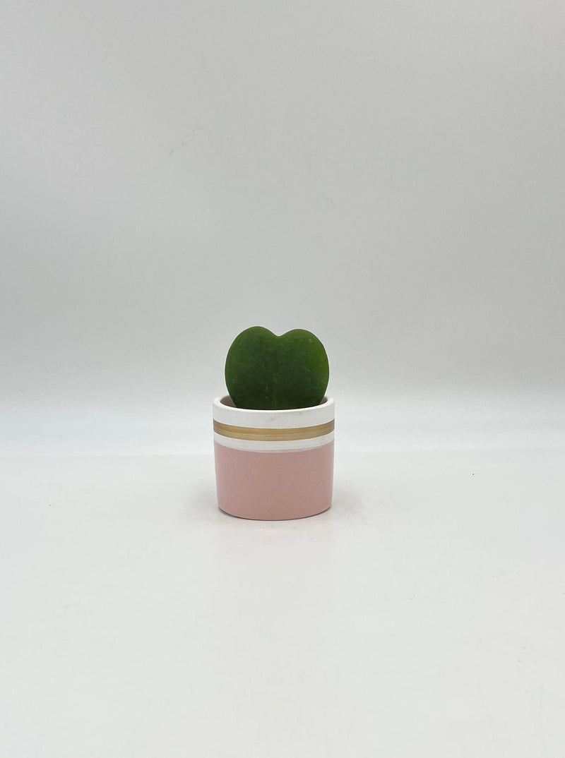 Hoya Kerrii in Pink Ceramic Pot