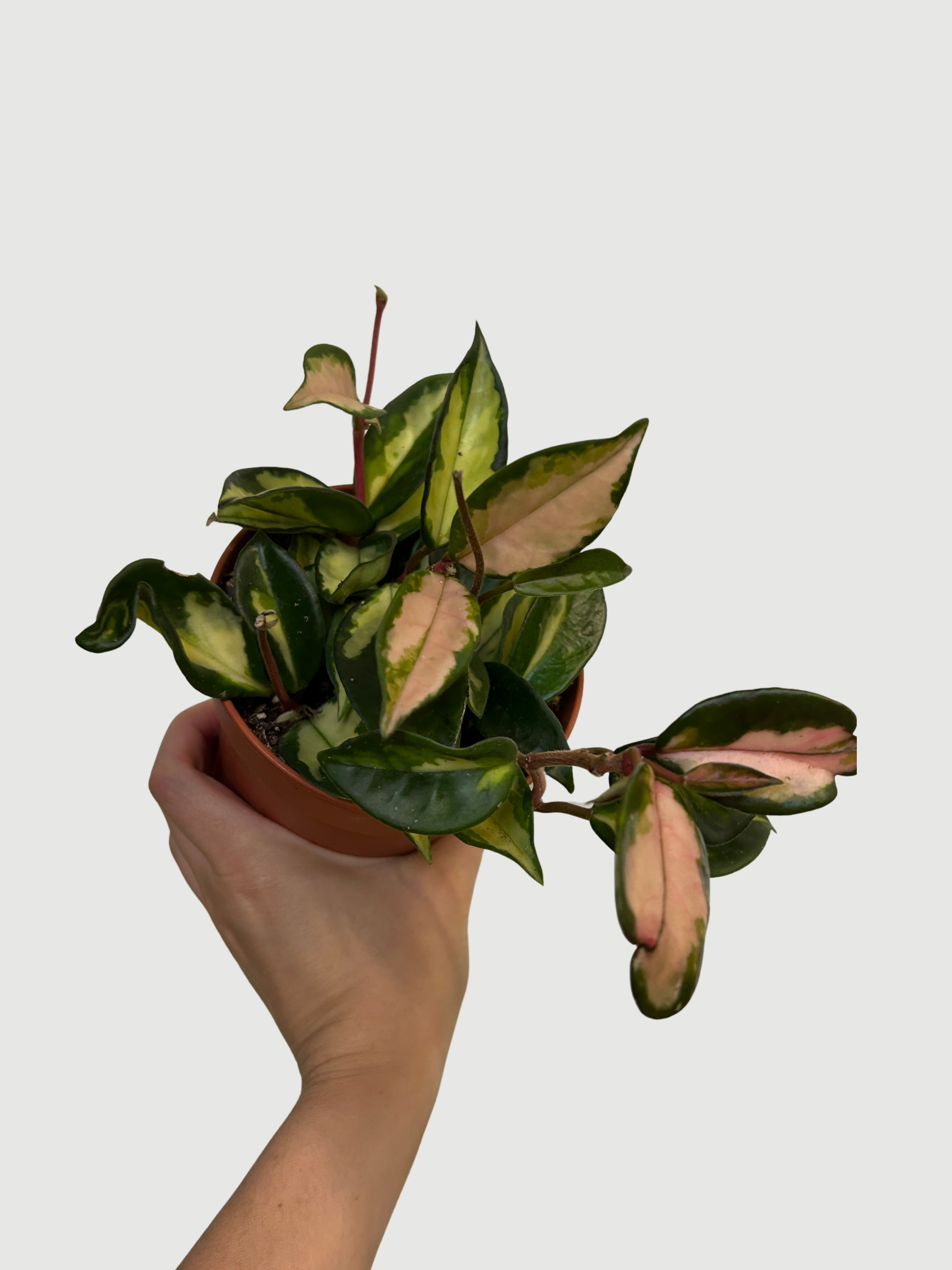 Hoya Carnosa Tricolour | Wax Plant, Variegated Gem