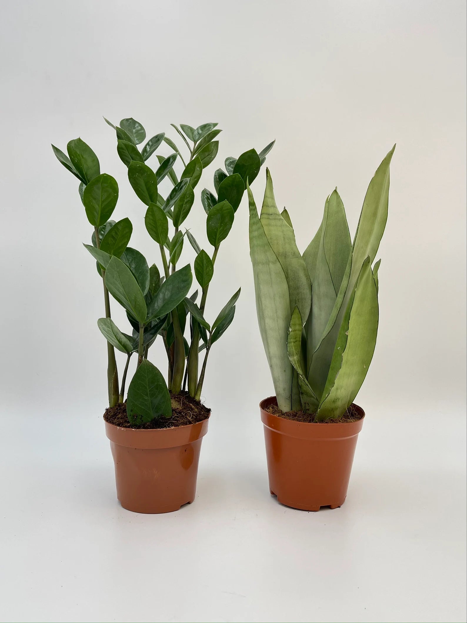 Unkillable Houseplant Bundle, Sansevieria Moonshine, Zamioculcas ZZ Plant