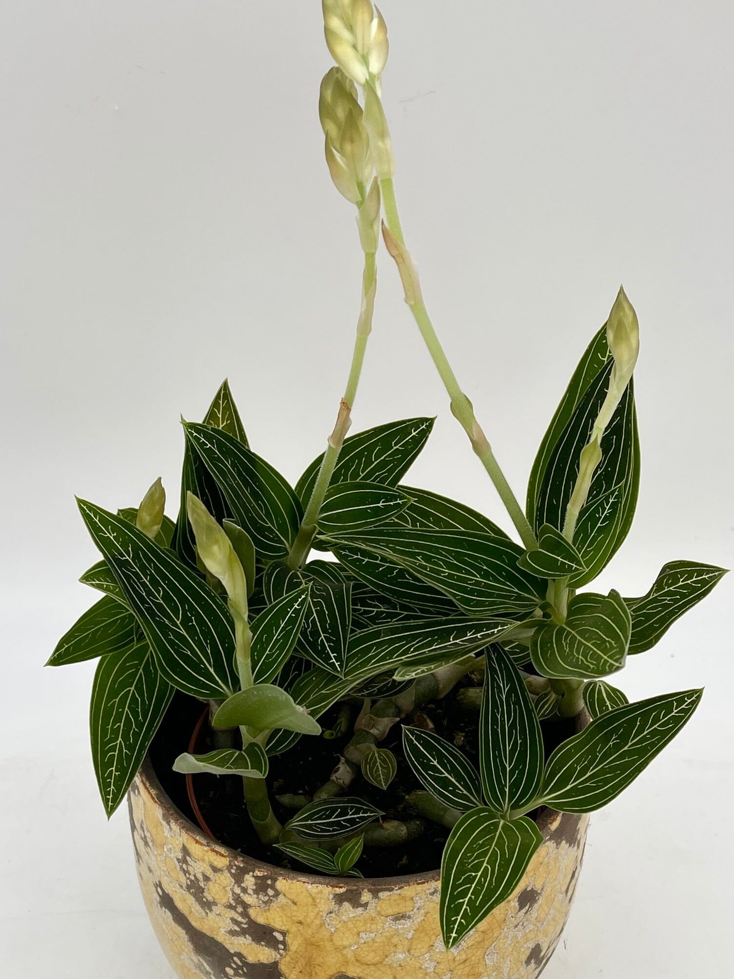 Jewel Orchid Alba