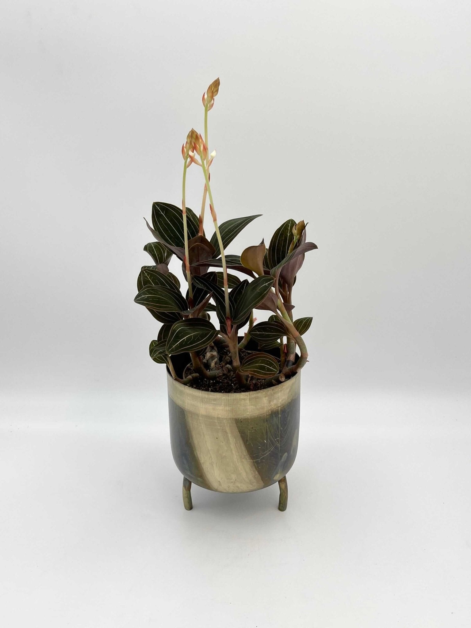 Jewel Orchids Ludisia Discolor