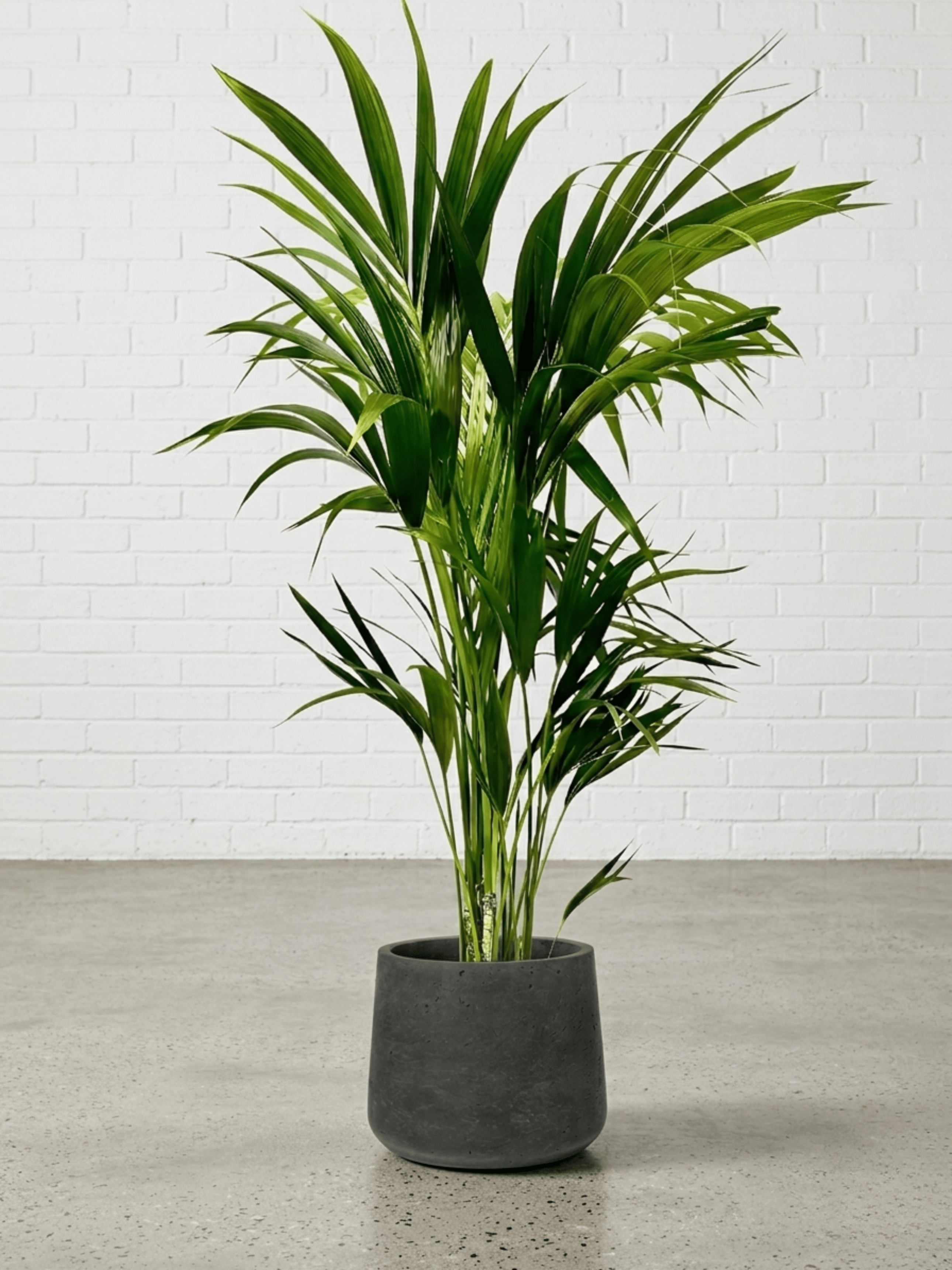 Kentia Palm 110cm in Patt Pot, Plant & Pot Bundle - Rebel Plants