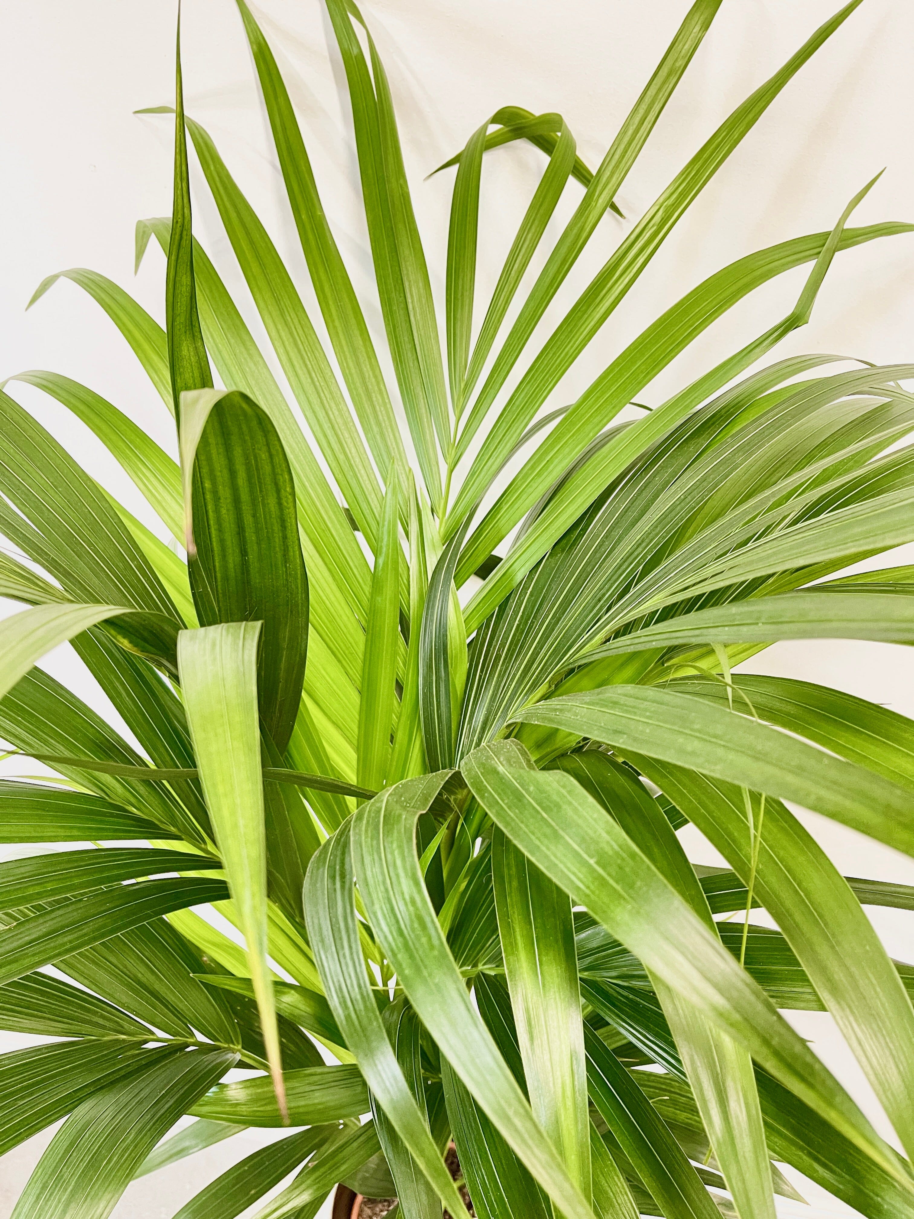 Kentia Palm, Howea forsteriana