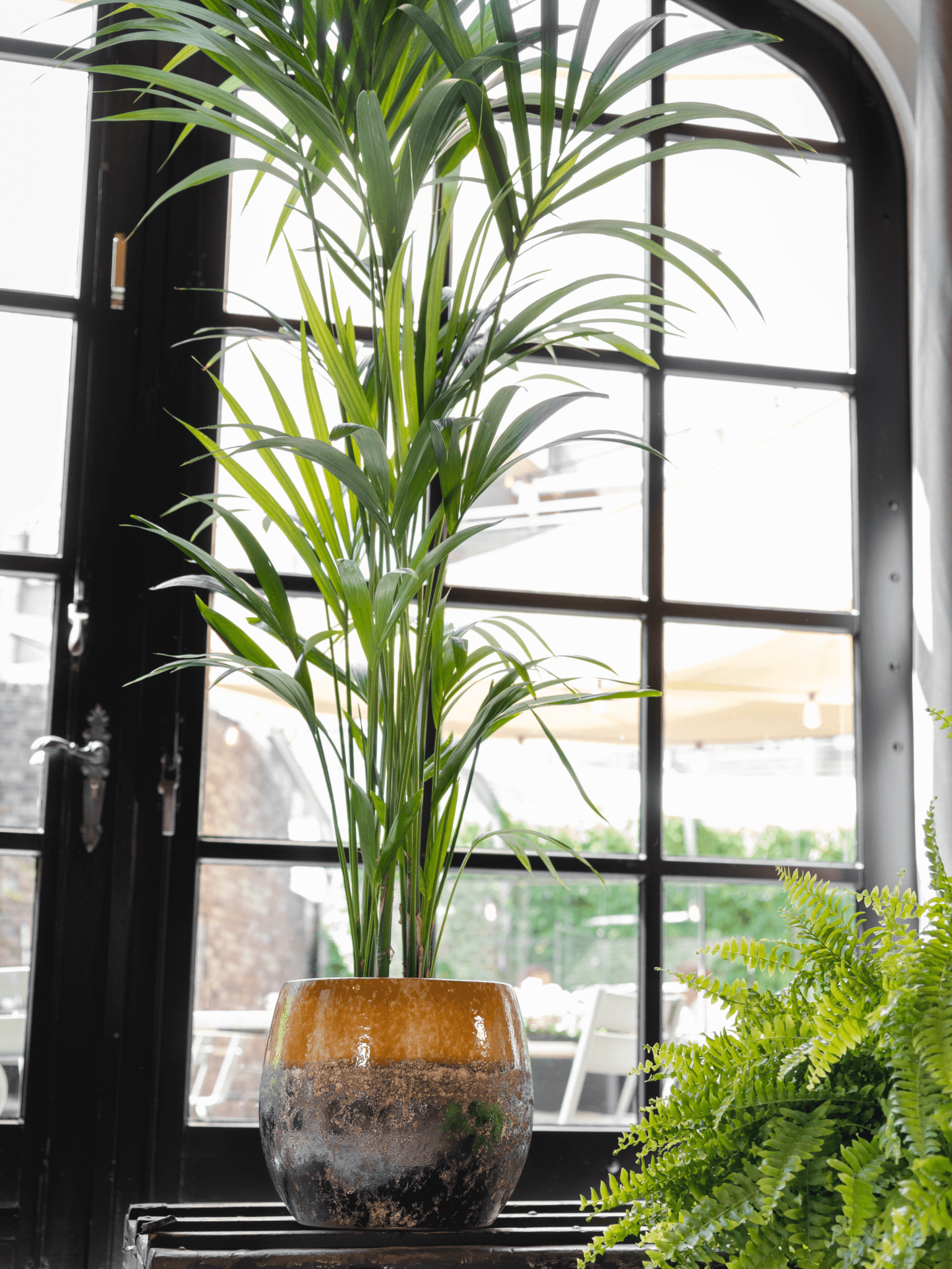 Kentia Palm, Howea Forsteriana, Large Indoor Palm, Pet Safe Houseplant