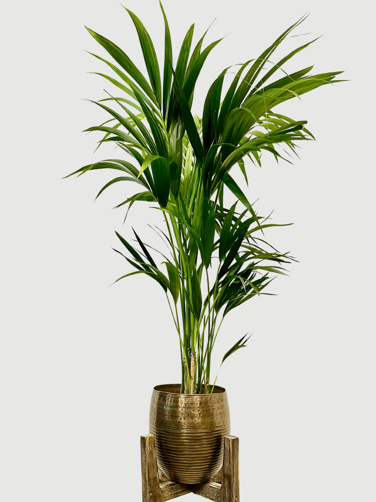 Kentia Palm, Howea Forsteriana, Large Indoor Palm, Pet Safe Houseplant