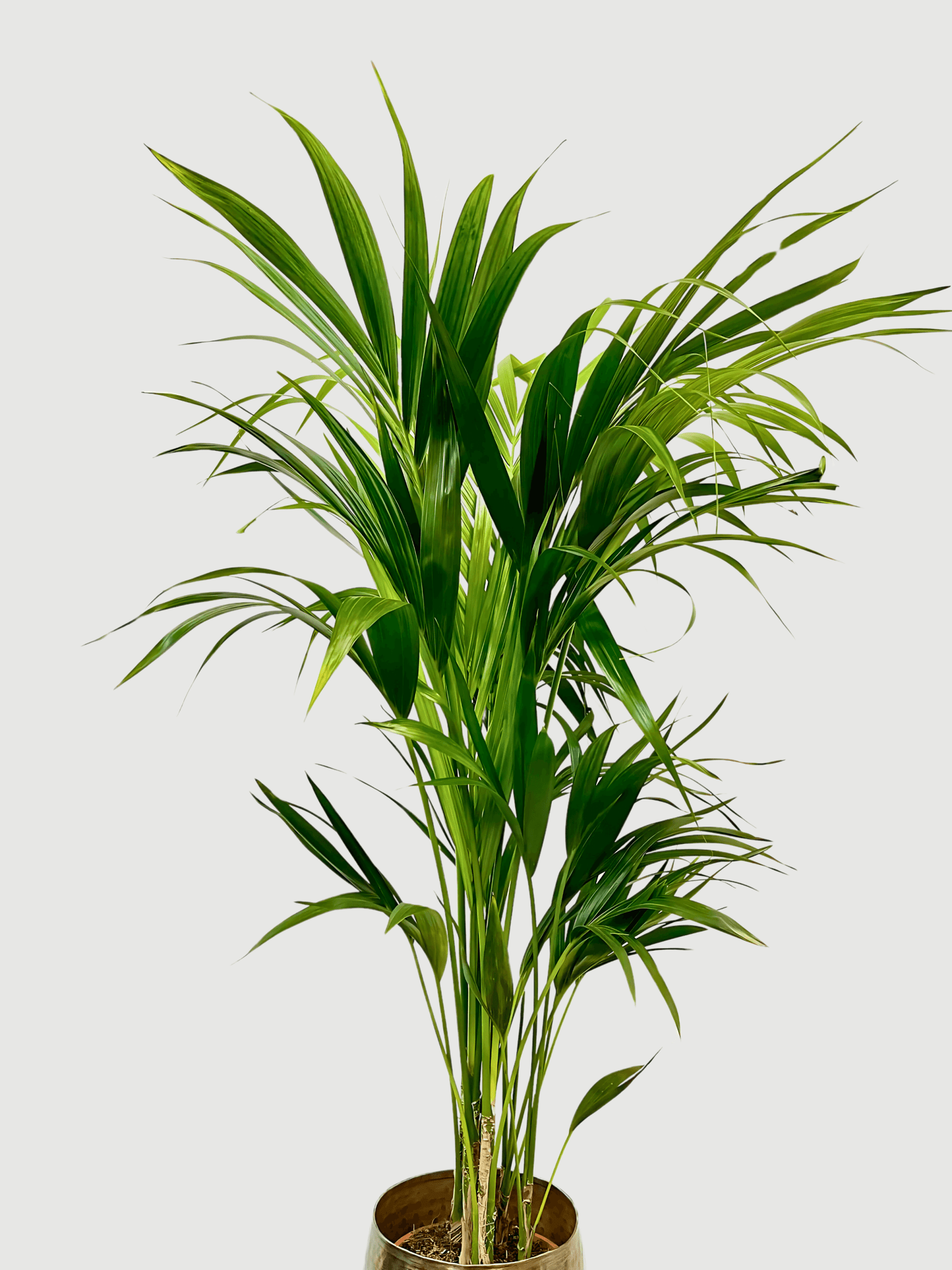 Kentia Palm, Howea Forsteriana, Large Indoor Palm, Pet Safe Houseplant