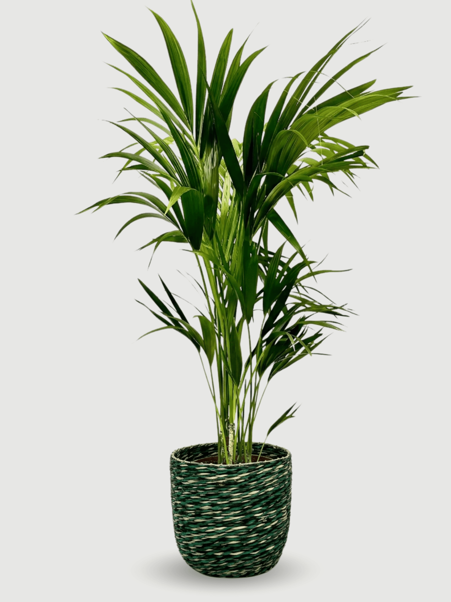 Kentia_Palm_in_Woven_Plant_Pot_Ready_to_Display