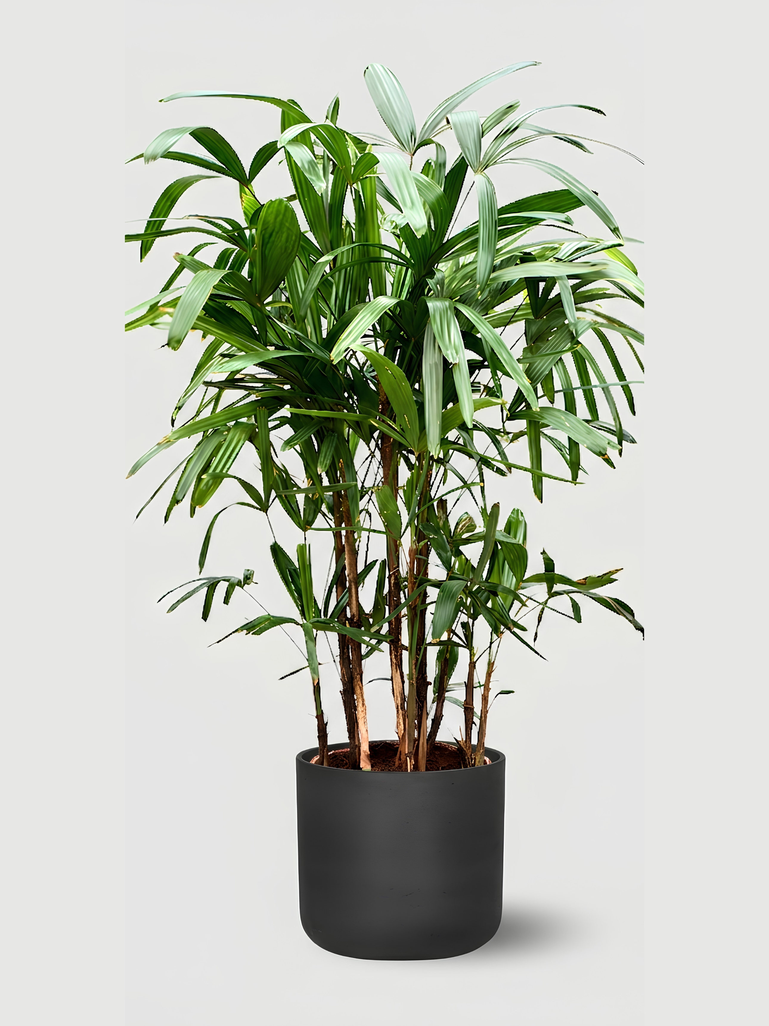 Rhapis excelsa Lady Palm | Hardy Indoor Fan Palm, 70-80cm