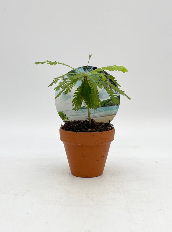 Little Tree Plant, Biophytum sensitivum in Terracotta Pot