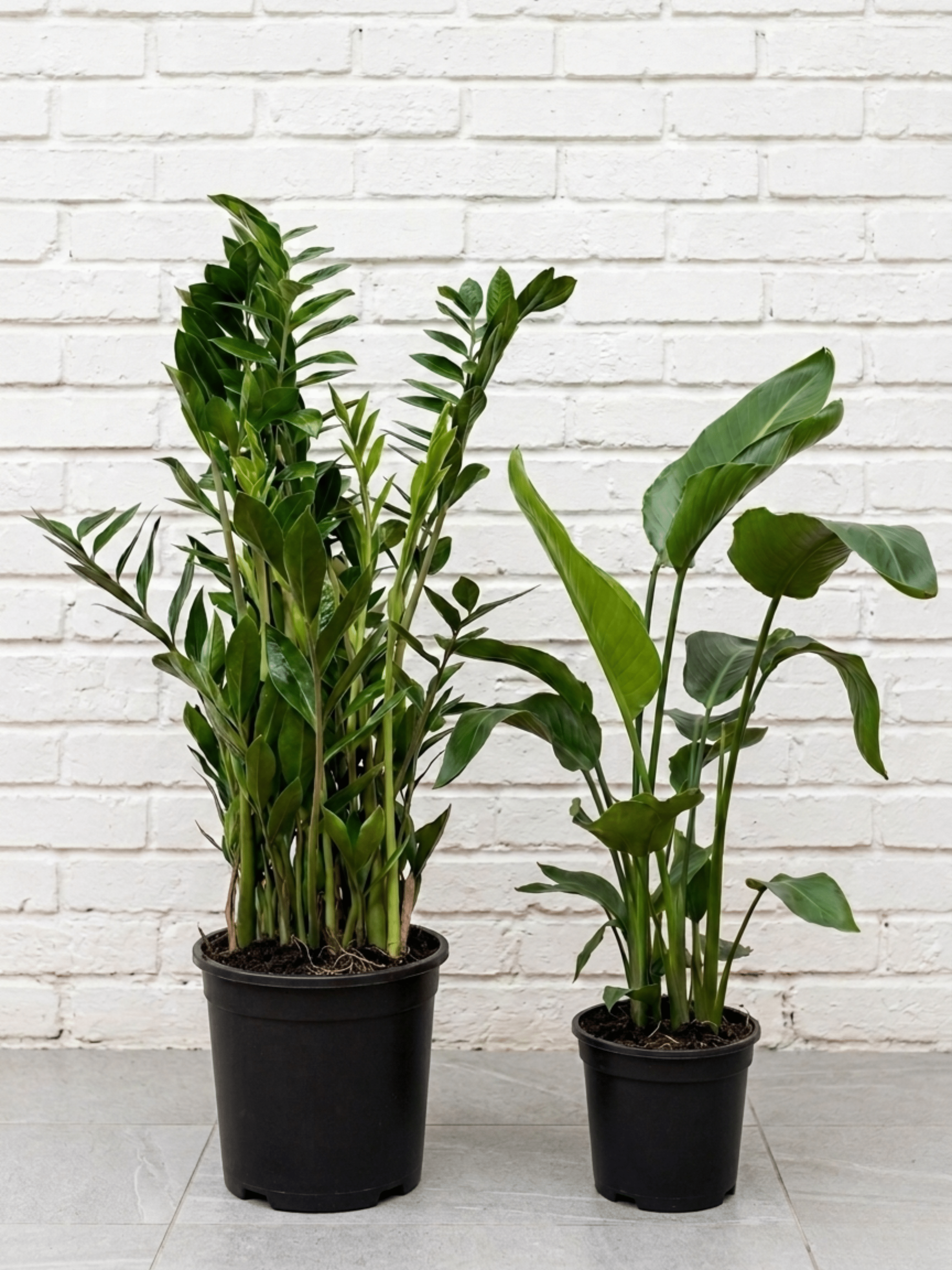 Low-Maintenance Office Bundle | Large Indoor Plant Set