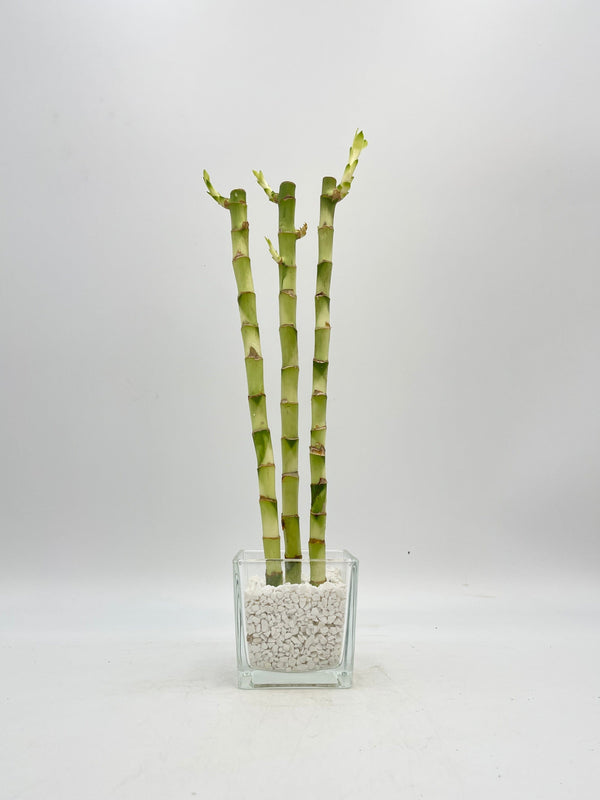 Lucky Bamboo in Glass Vase