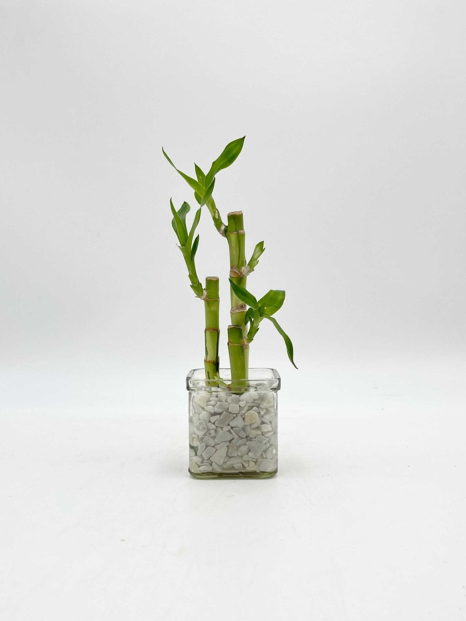 Lucky Bamboo Plant, Dracaena Sanderiana in 8cm Glass Vase