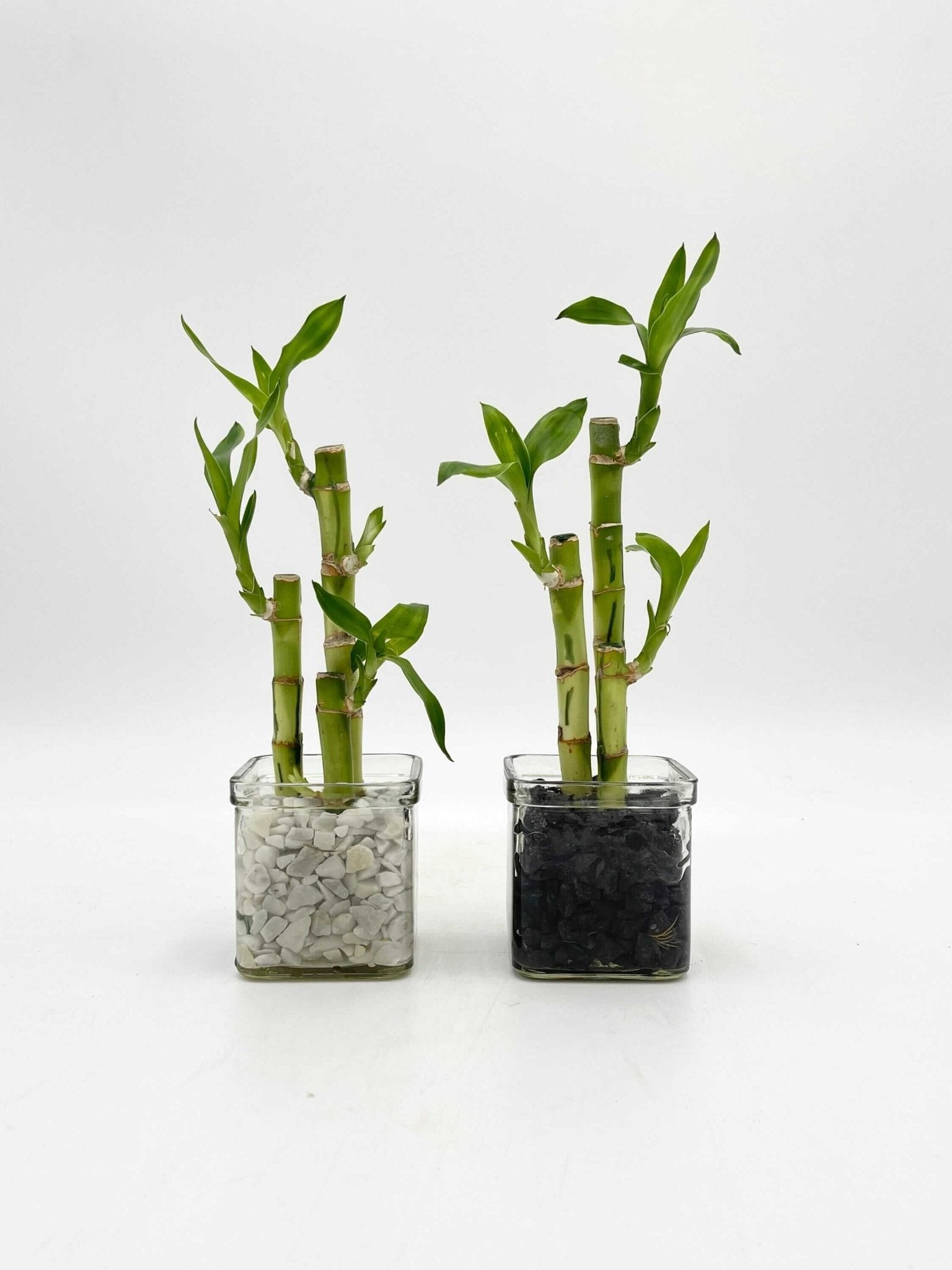 lucky bamboo glass vase Lucky Bamboo Plant in 8cm Glass Vase