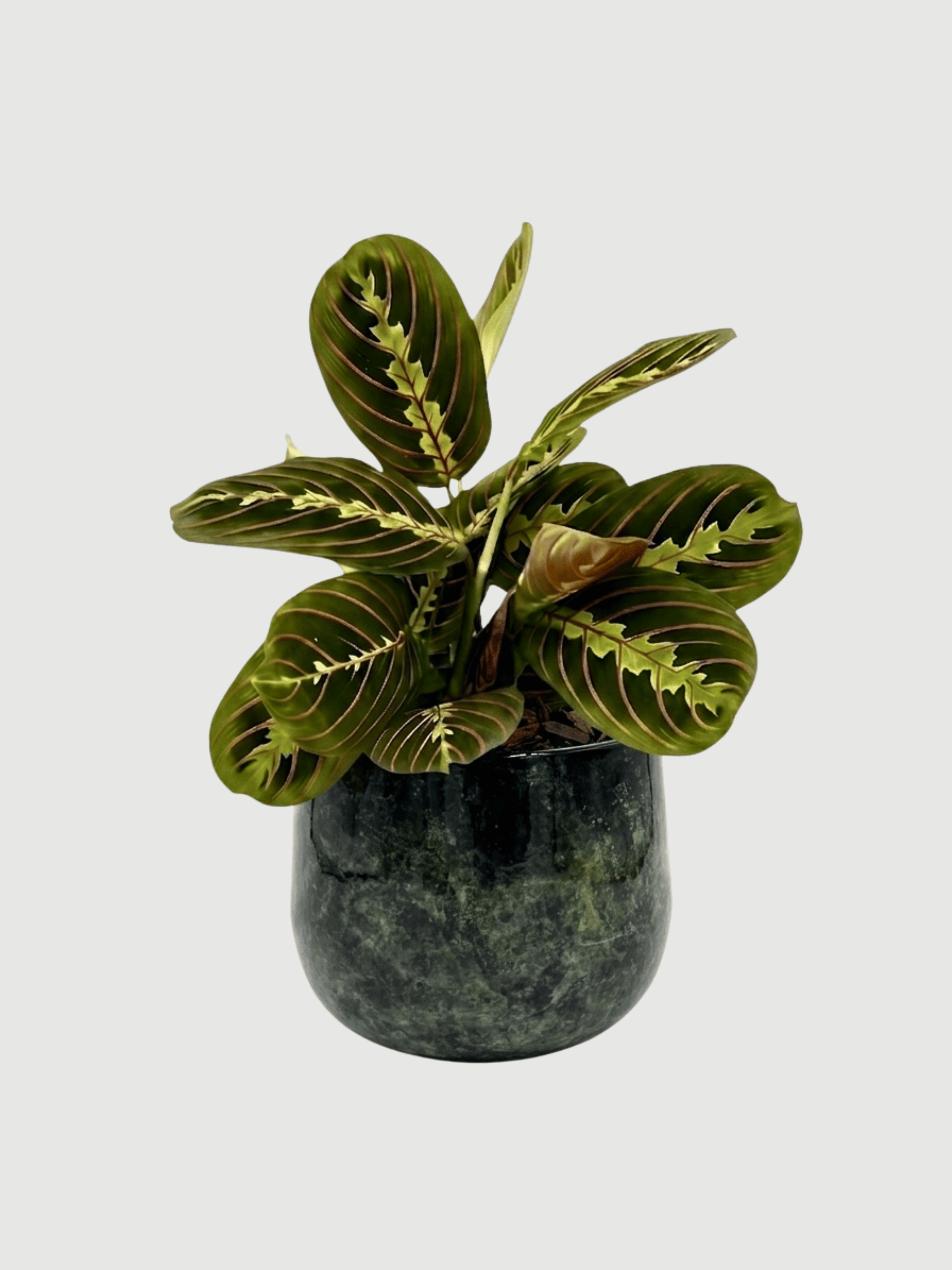 Maranta Leuconeura, Prayer Plant in Green Metal Pot, Plant & Bundle - Rebel Plants