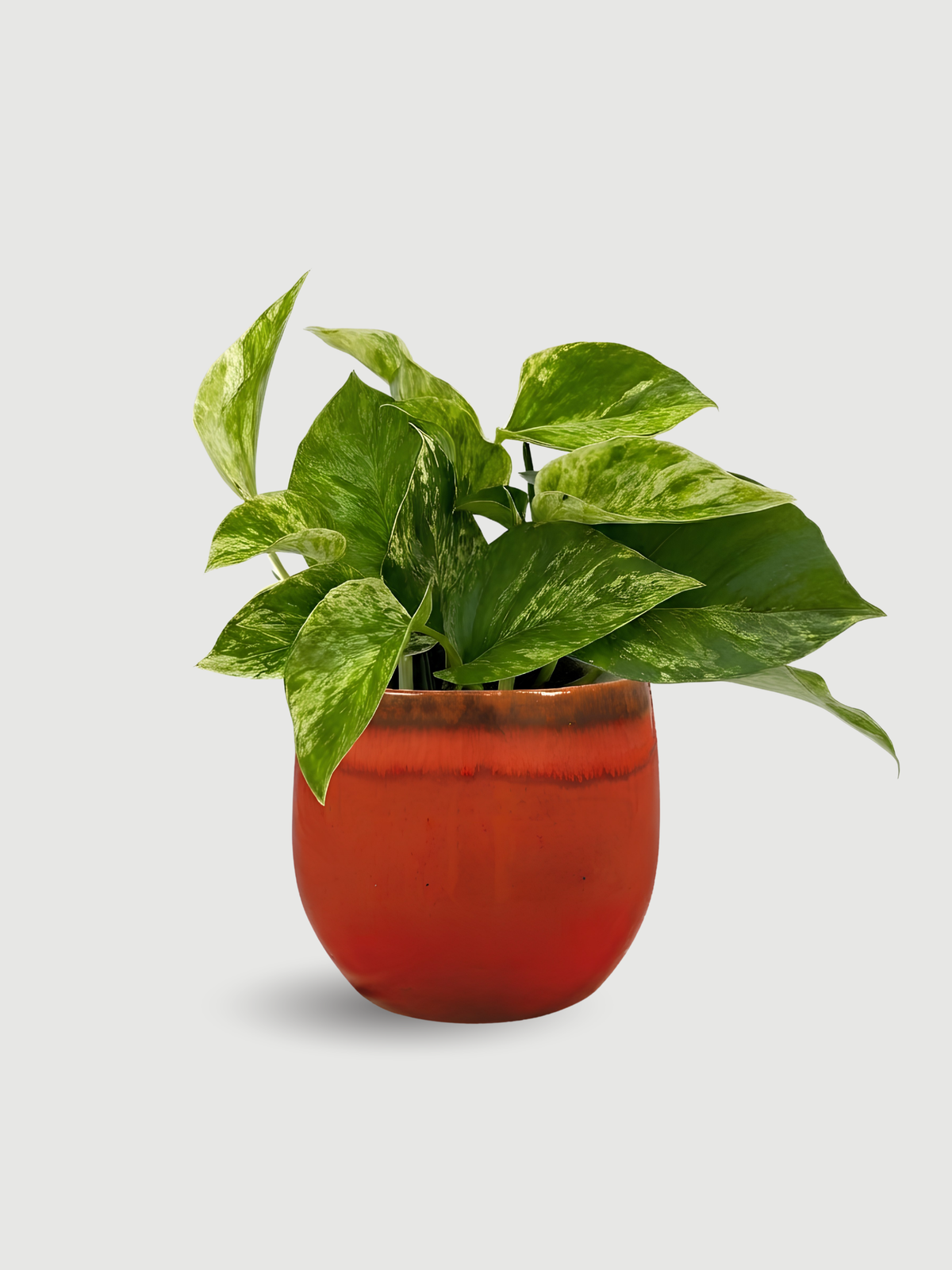 Epipremnum Pinnatum, Marble Queen Money Plant, Pothos, Devils Ivy Trailing Houseplant