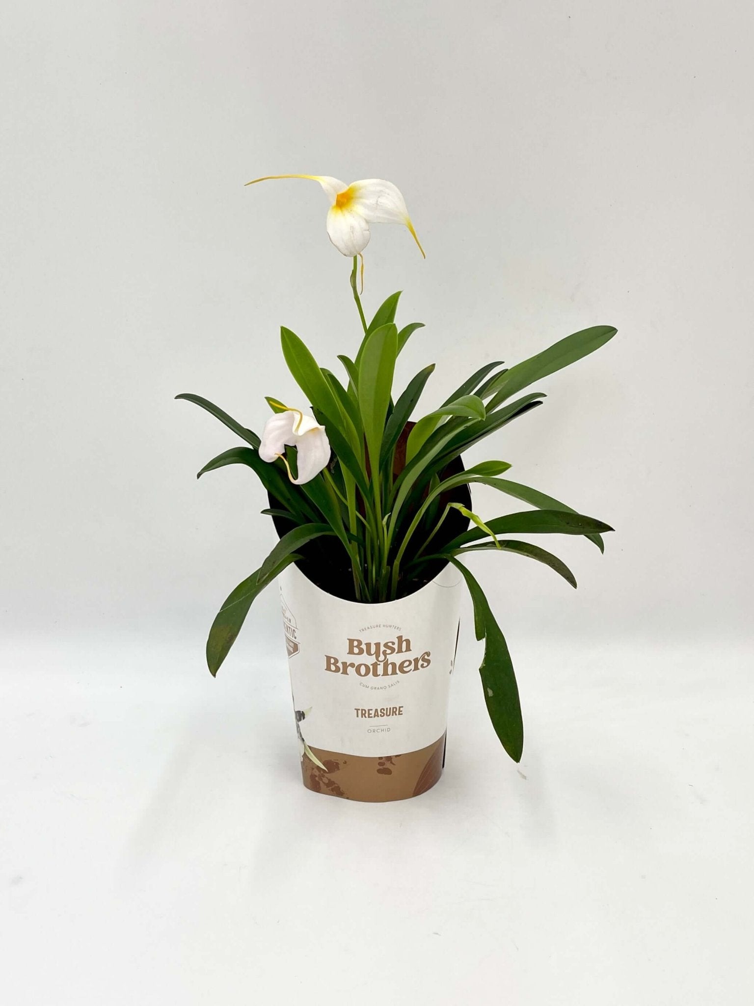 Masdevallia Orchid, Flag Orchid, Rare Find, Pet Safe Houseplants