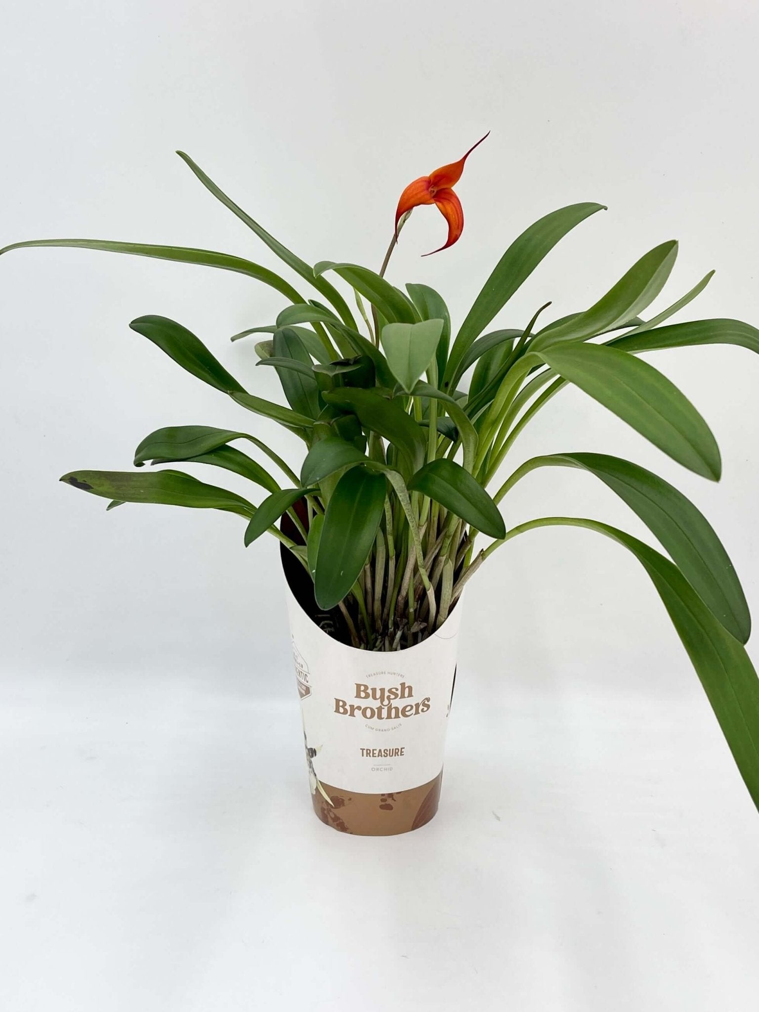Masdevallia Orchid, Flag Orchid, Rare Find, Pet Safe Houseplants