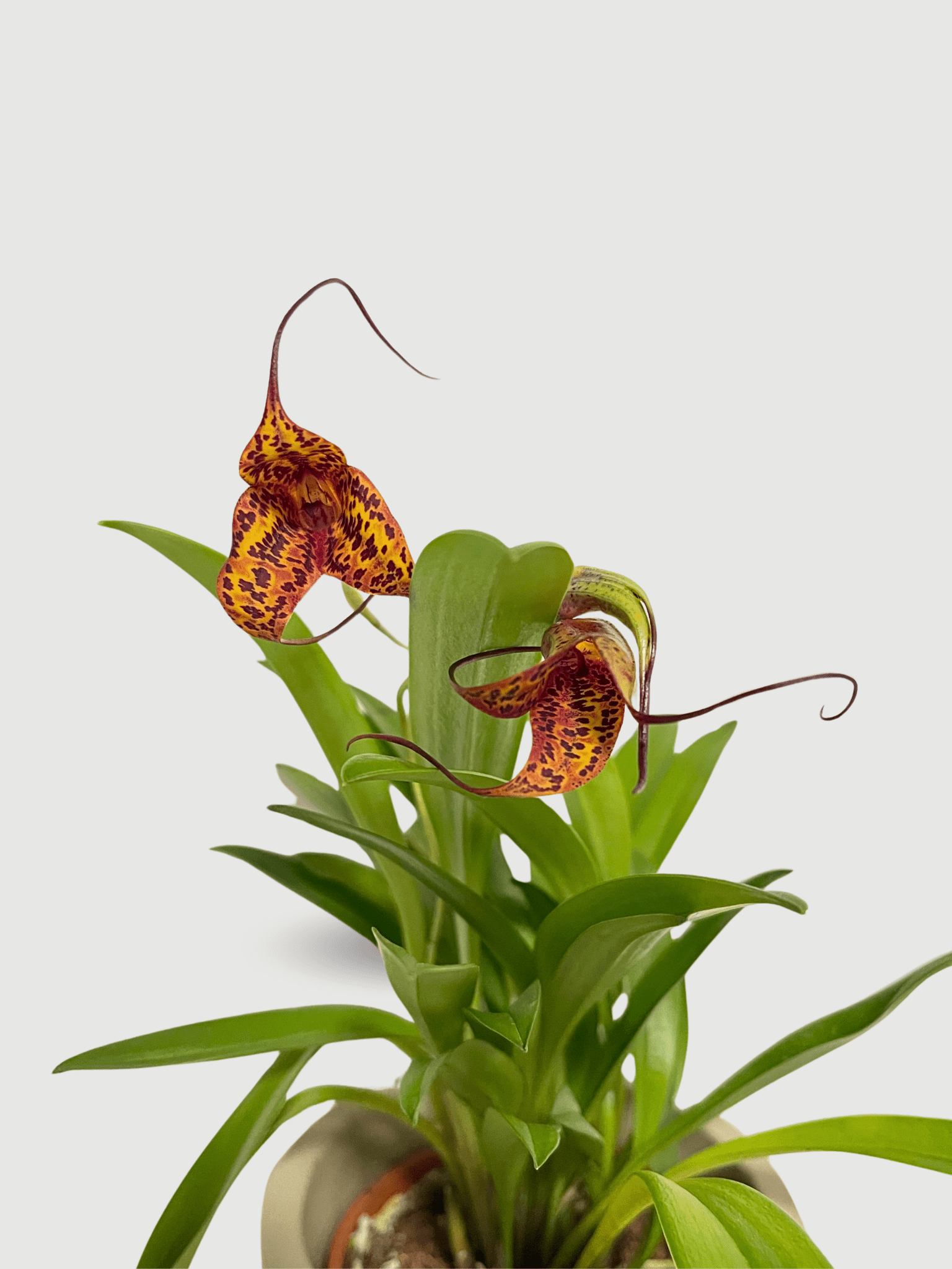 Masdevallia Orchid, Flag Orchid, Rare Find, Pet Safe Houseplants - Rebel Plants
