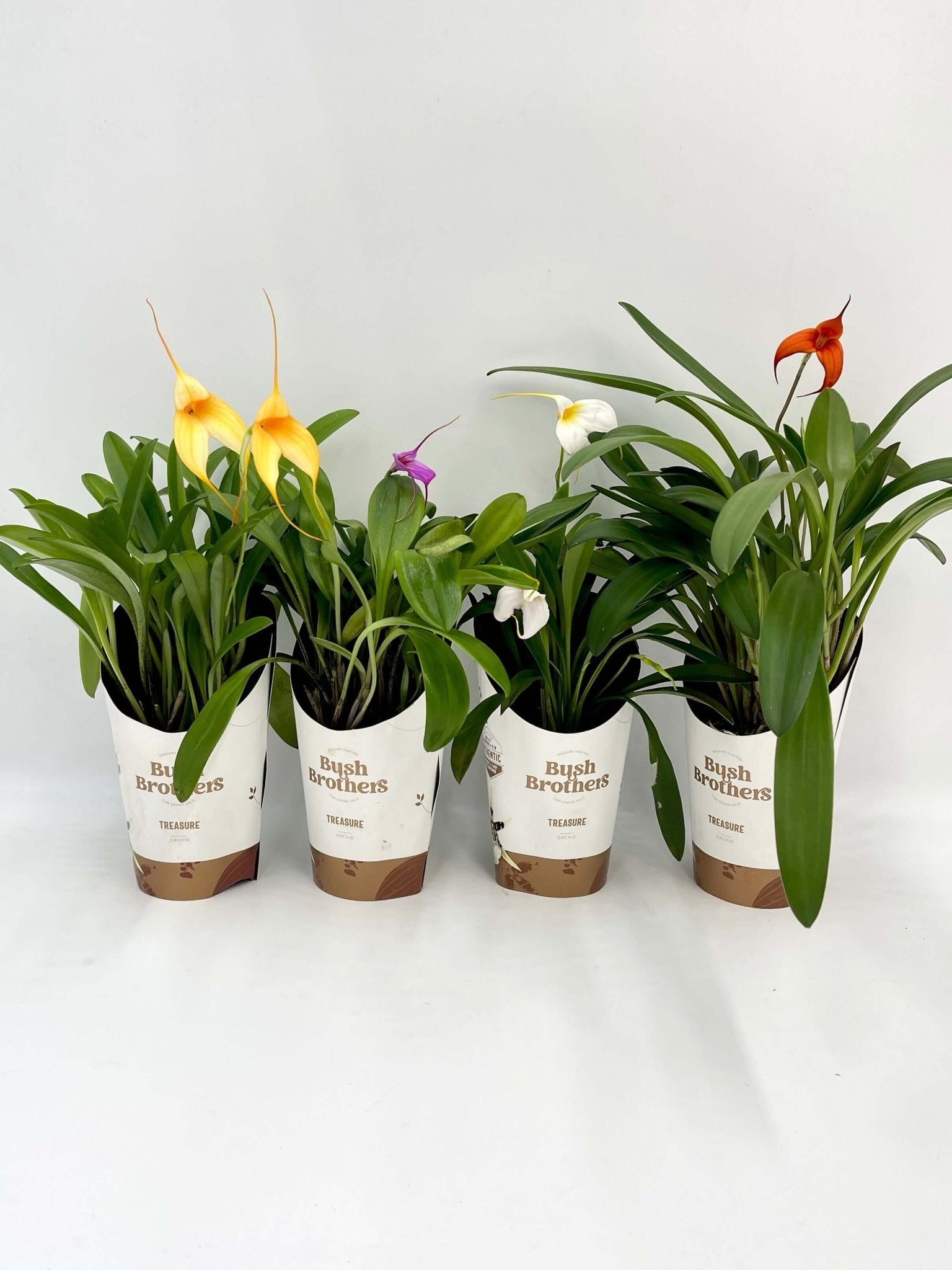 Masdevallia Orchid, Flag Orchid, Rare Find, Pet Safe Houseplants