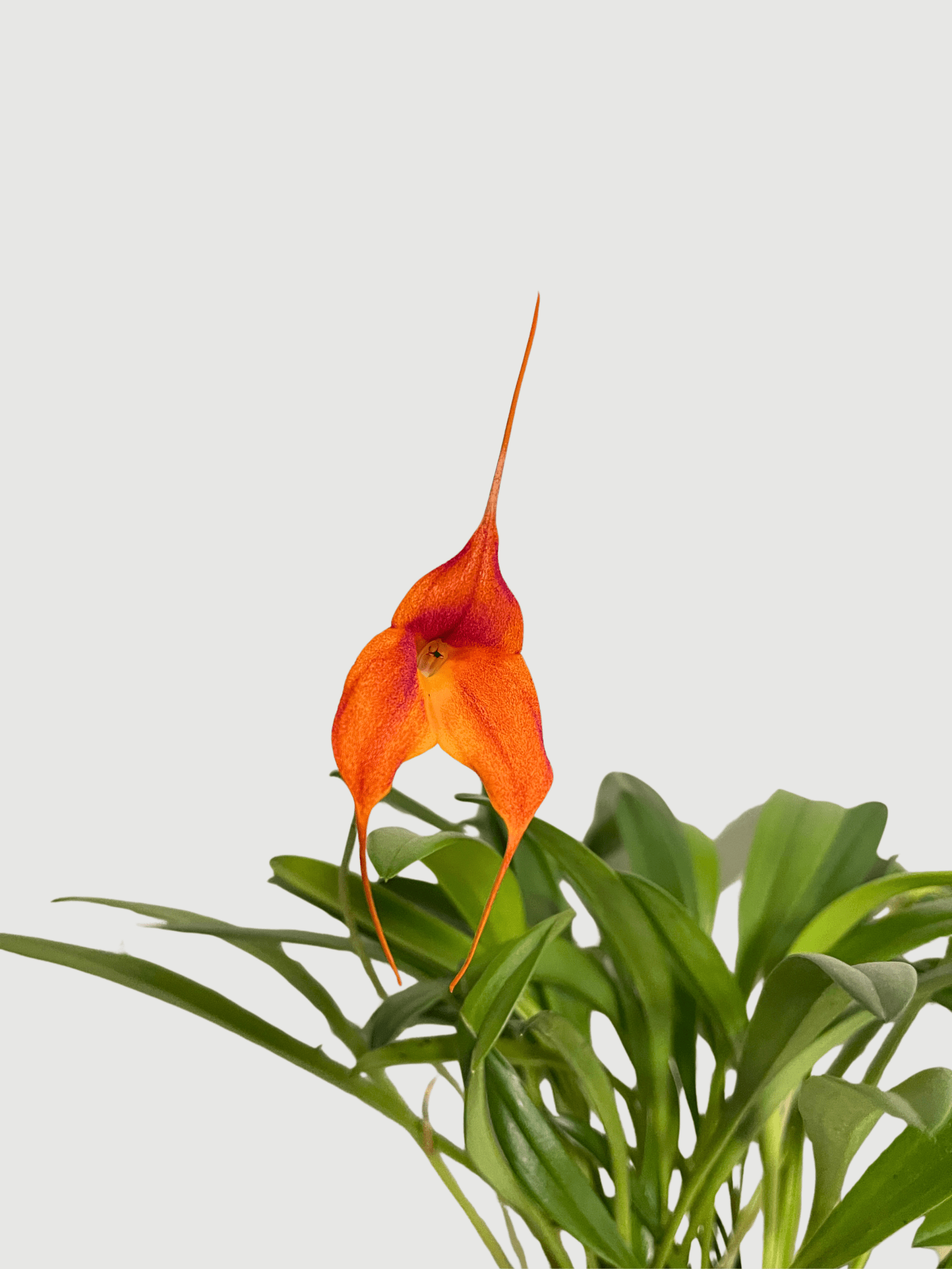 Masdevallia Orchid, Flag Orchid, Rare Find, Pet Safe Houseplants - Rebel Plants