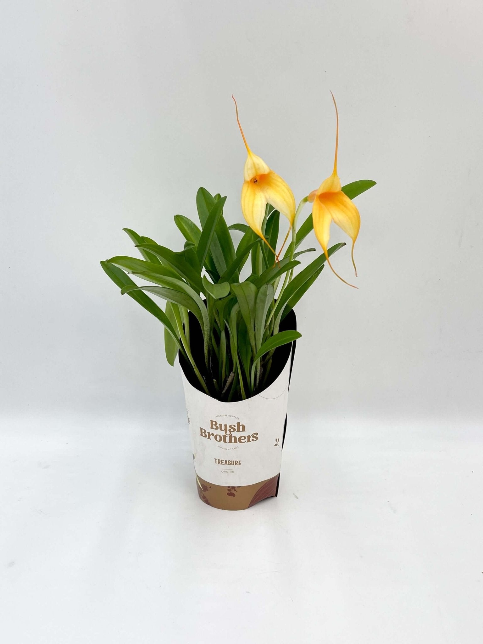 Masdevallia Orchid, Flag Orchid, Rare Find, Pet Safe Houseplants