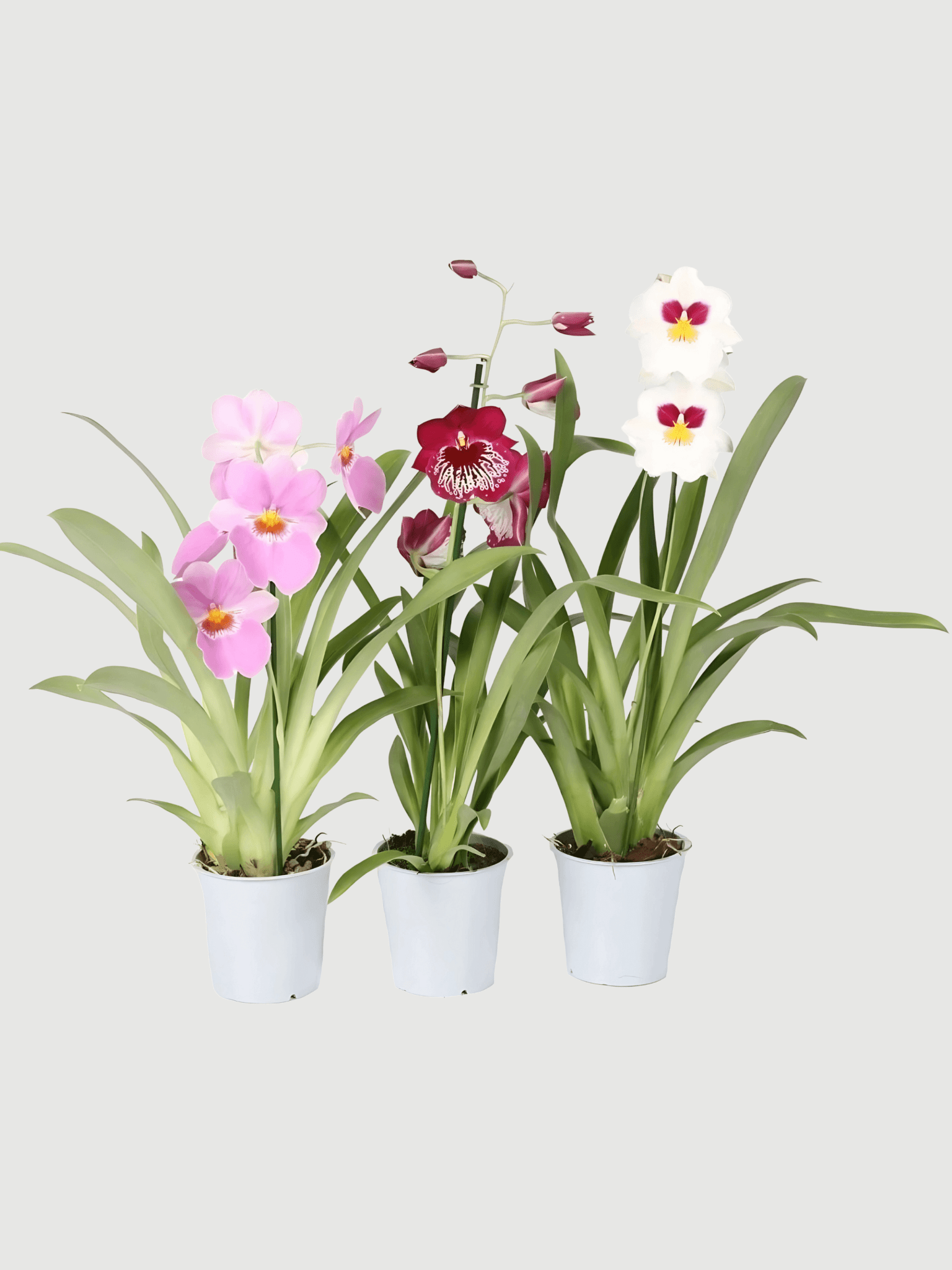 Miltoniopsis Orchid, Pansy Orchid, Pet Safe Houseplant