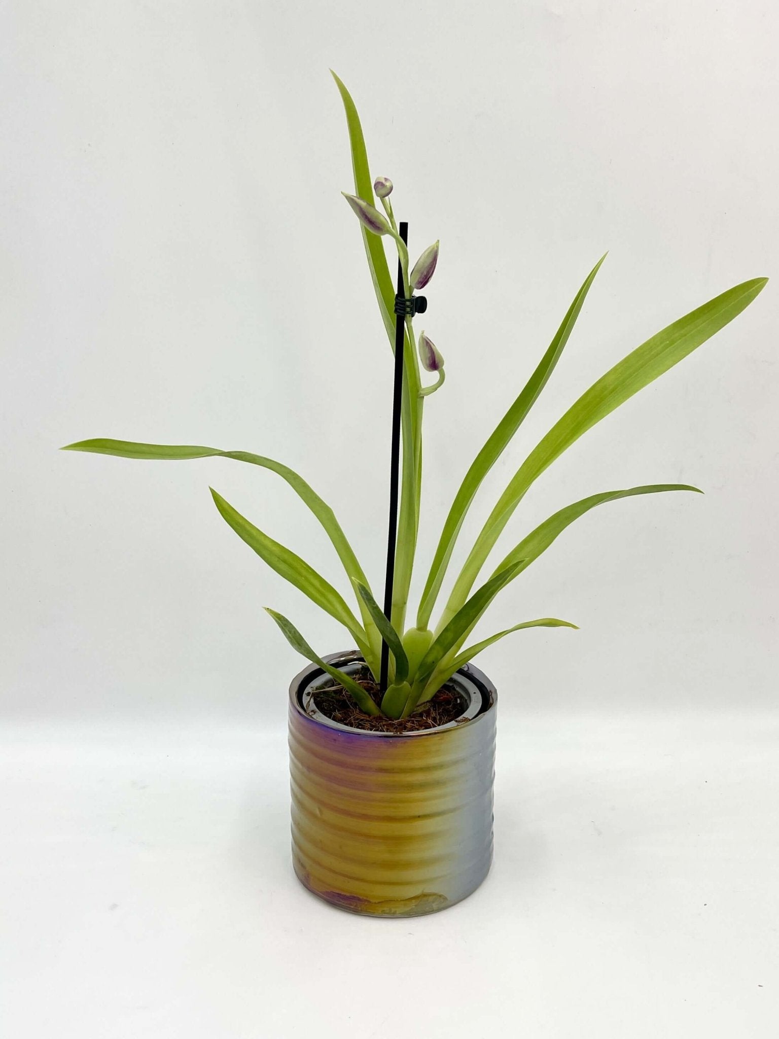 Miltoniopsis Orchid, Pansy Orchid, Pet Safe Houseplant