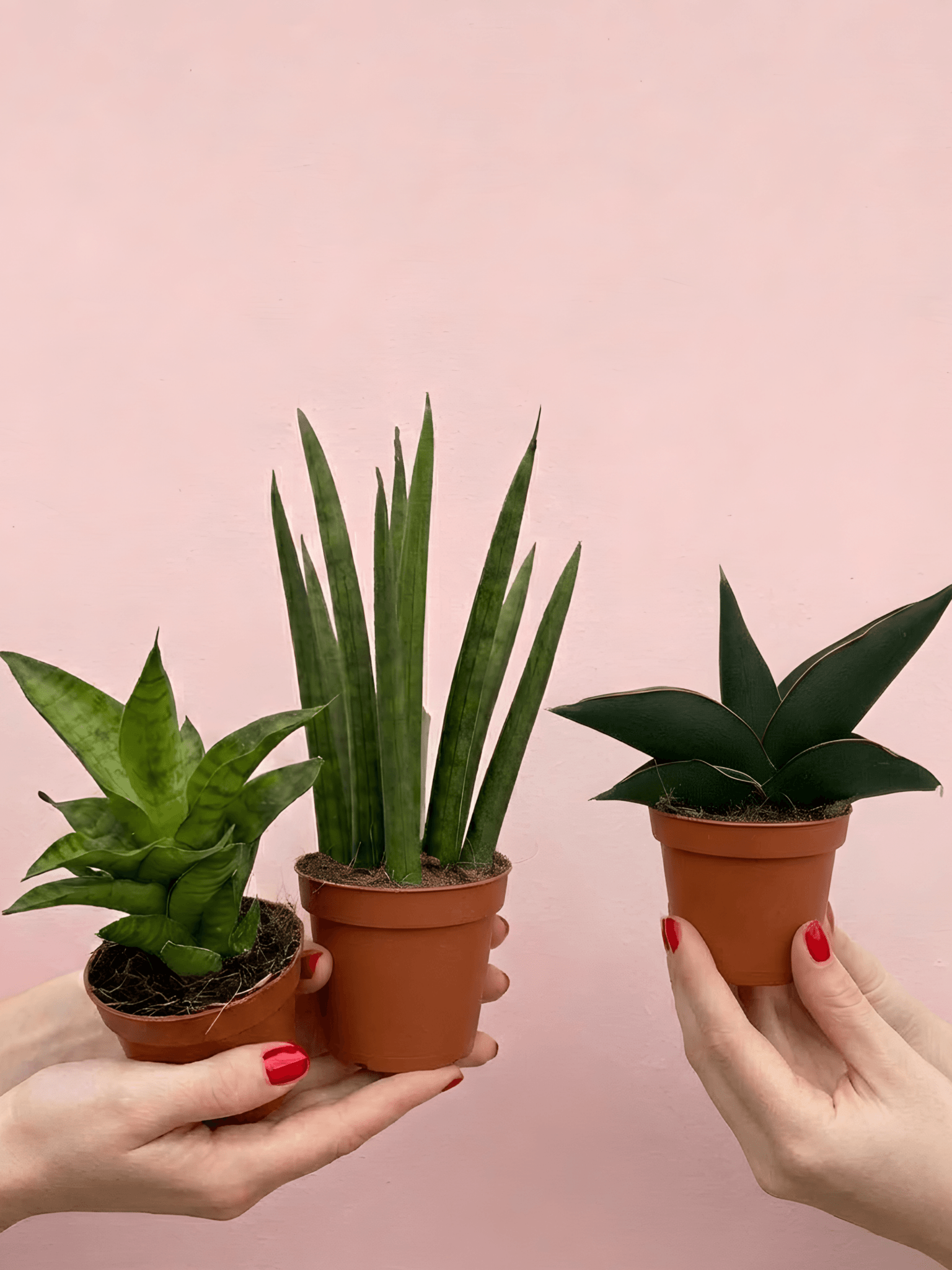 snake plant miniature MIni Snake Plant Bundle