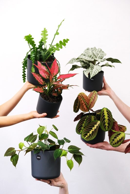 Rebel Plants | Online Plant | Plant Delivery | Plant Pots