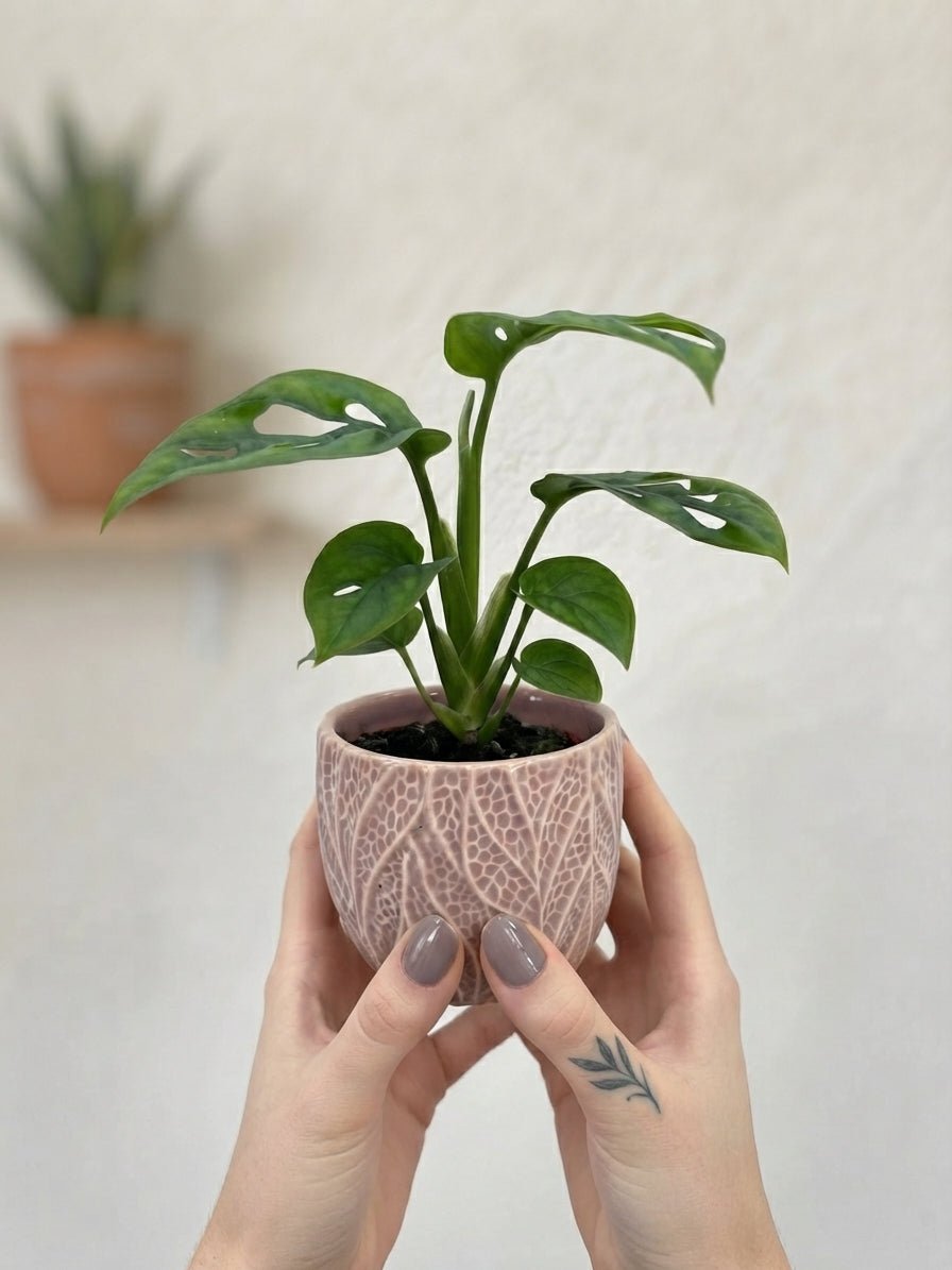Monstera Adansonii, Baby Plant - Rebel Plants