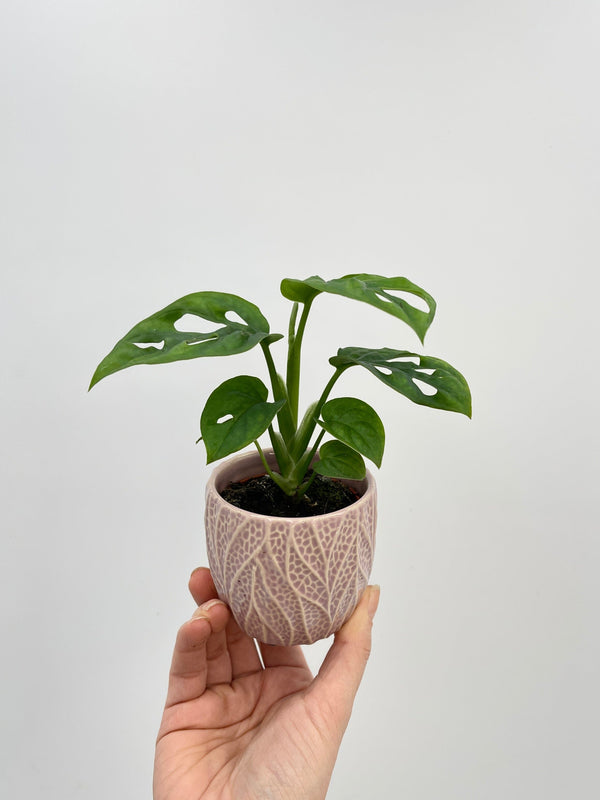 Monstera Adansonii, Monkey Mask Plant, Money Plant, Baby Plant
