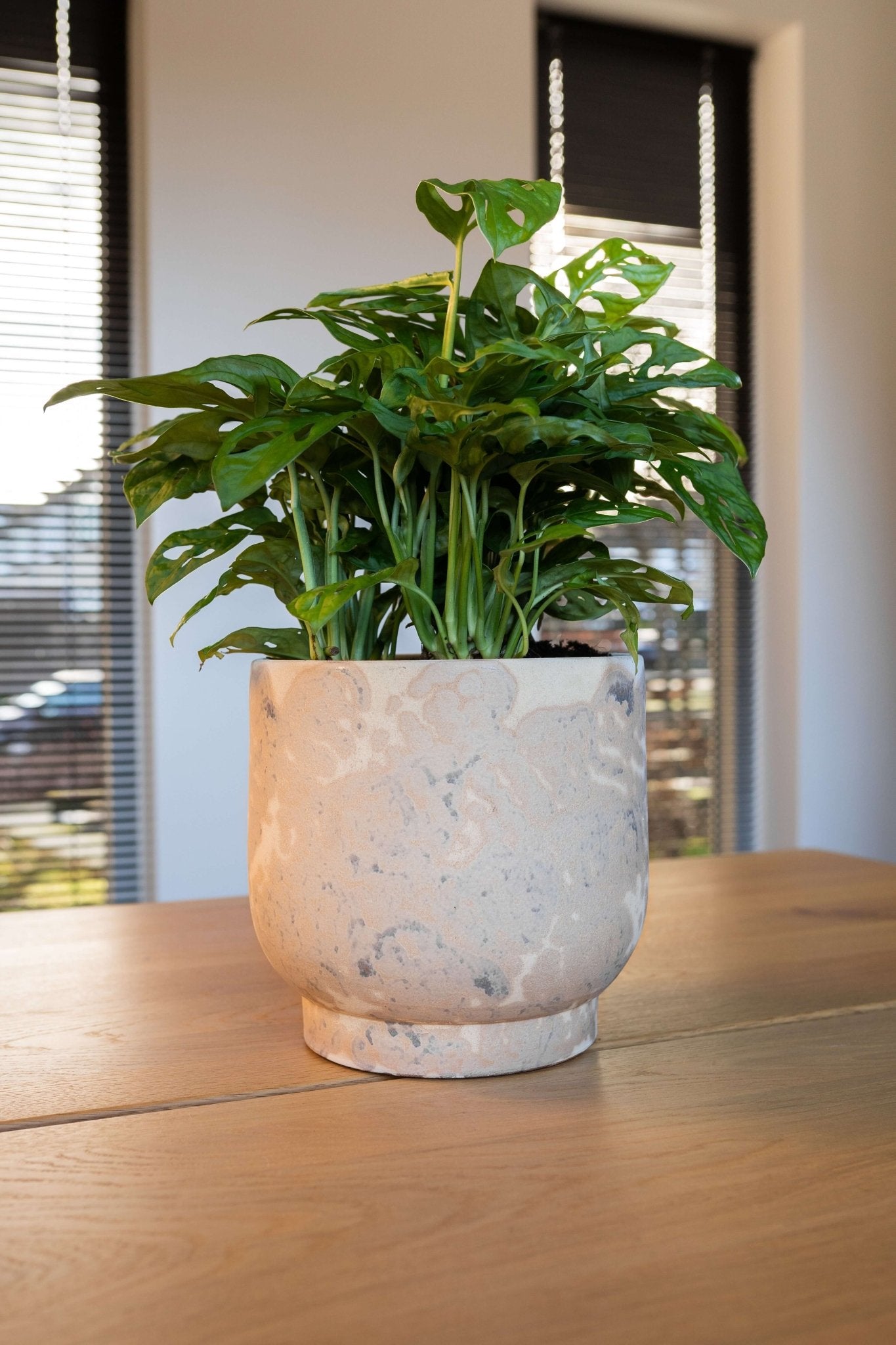 Monstera Adansonii Plant, Monkey Leaf Monstera, Indoor Plant in Multiple Sizes