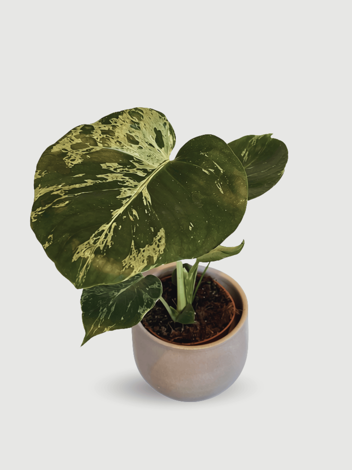 Monstera_Bulbasaur__Variegated_Monstera_Deliciosa__Rebel_Plants