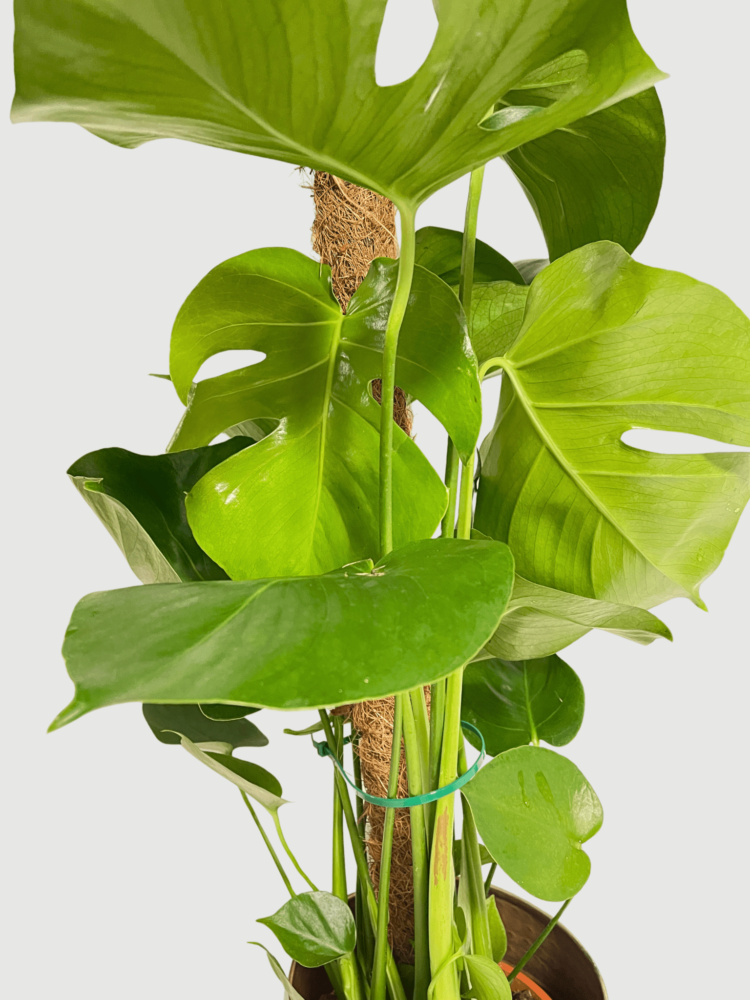 Monstera deliciosa | Swiss Cheese Plant on Moss Pole, 80 - 90cm, Exact Plant - Rebel Plants