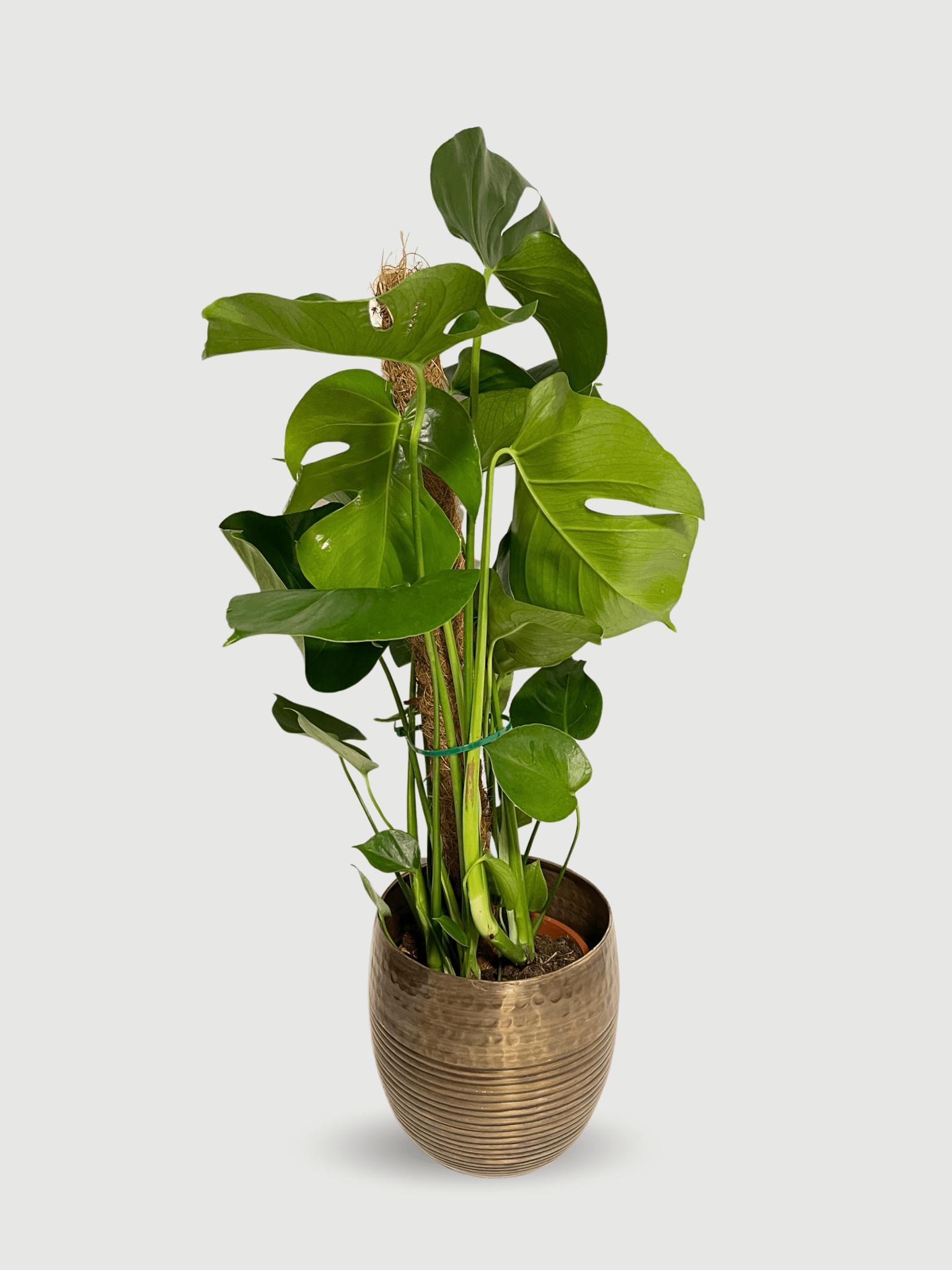 Monstera deliciosa | Swiss Cheese Plant on Moss Pole, 80 - 90cm, Exact Plant - Rebel Plants