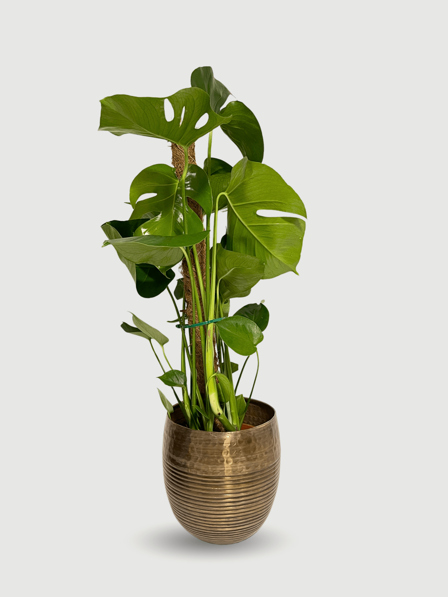 swiss cheese plant with moss pole Monstera deliciosa