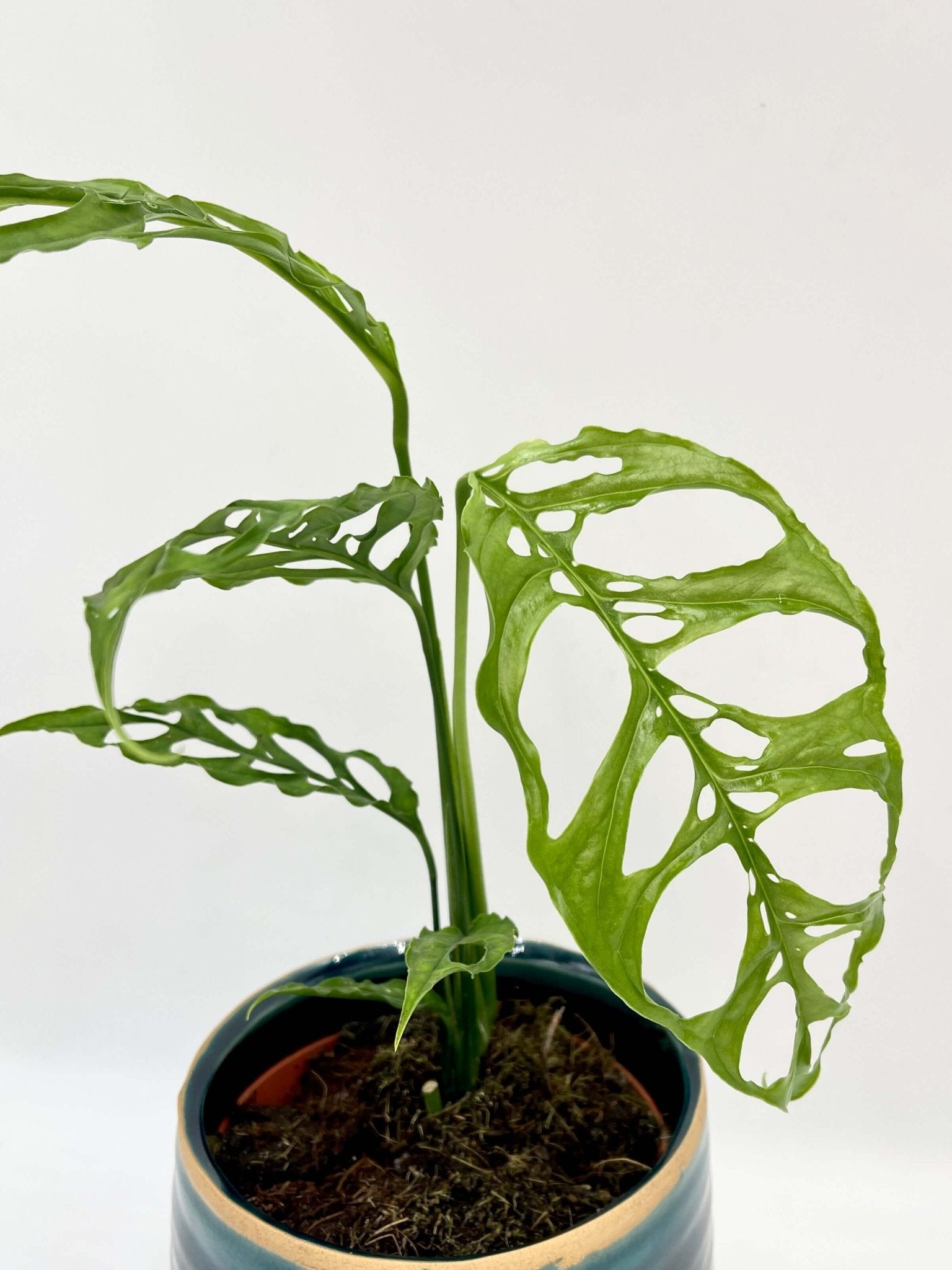 Monstera Obliqua Peru - Rare Houseplant - Swiss Cheese Vine