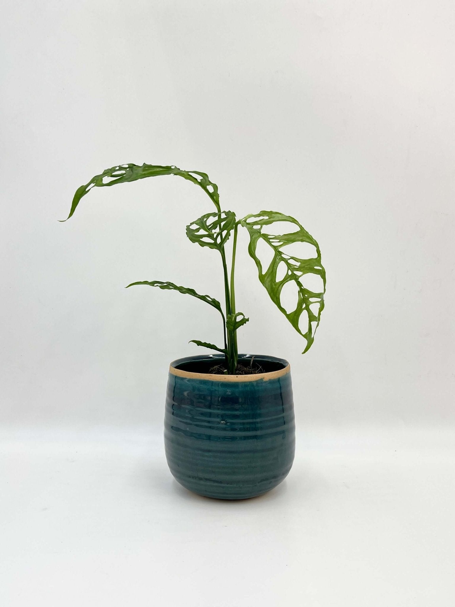 Monstera Obliqua Peru - Rare Houseplant - Swiss Cheese Vine