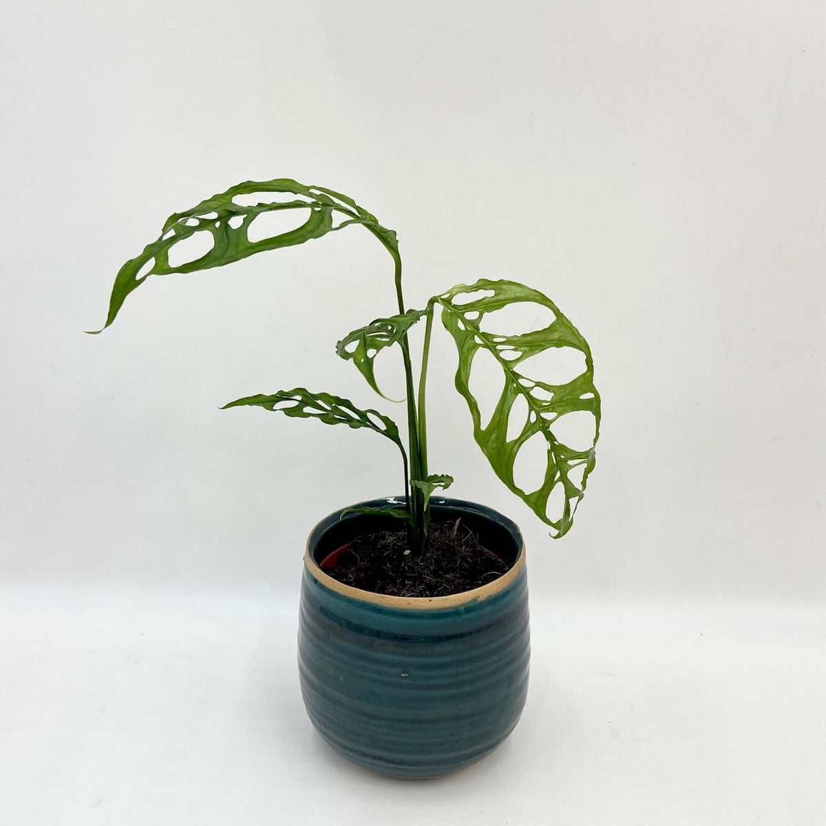 Monstera Obliqua Peru - Houseplant