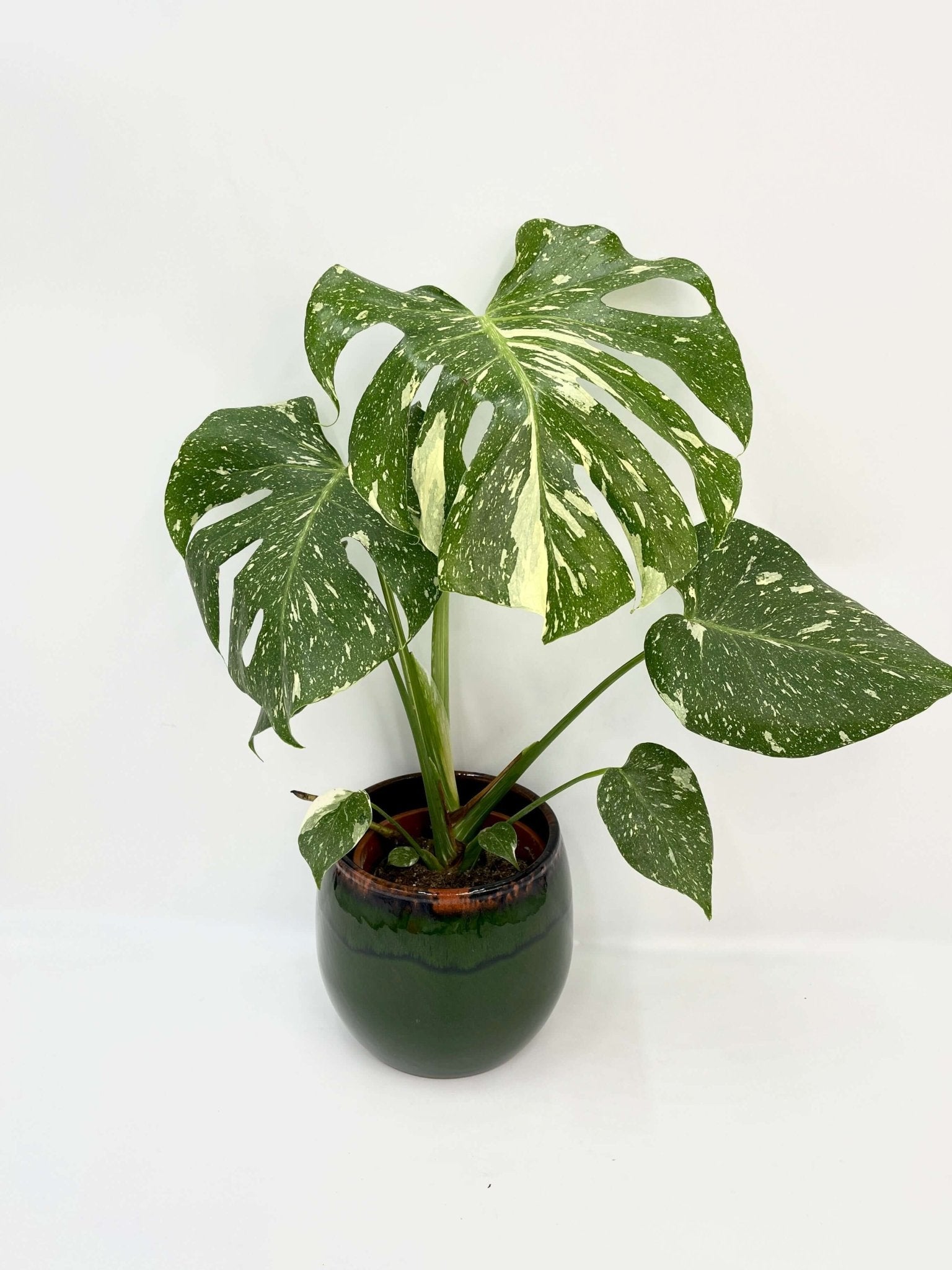 Monstera Plants | Buy From Our Range Swiss Cheese Plants