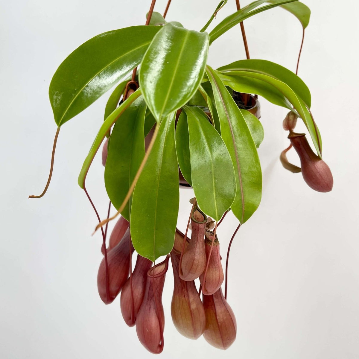 monkey pot plant Nepenthes Alata - Carnivorous Plant