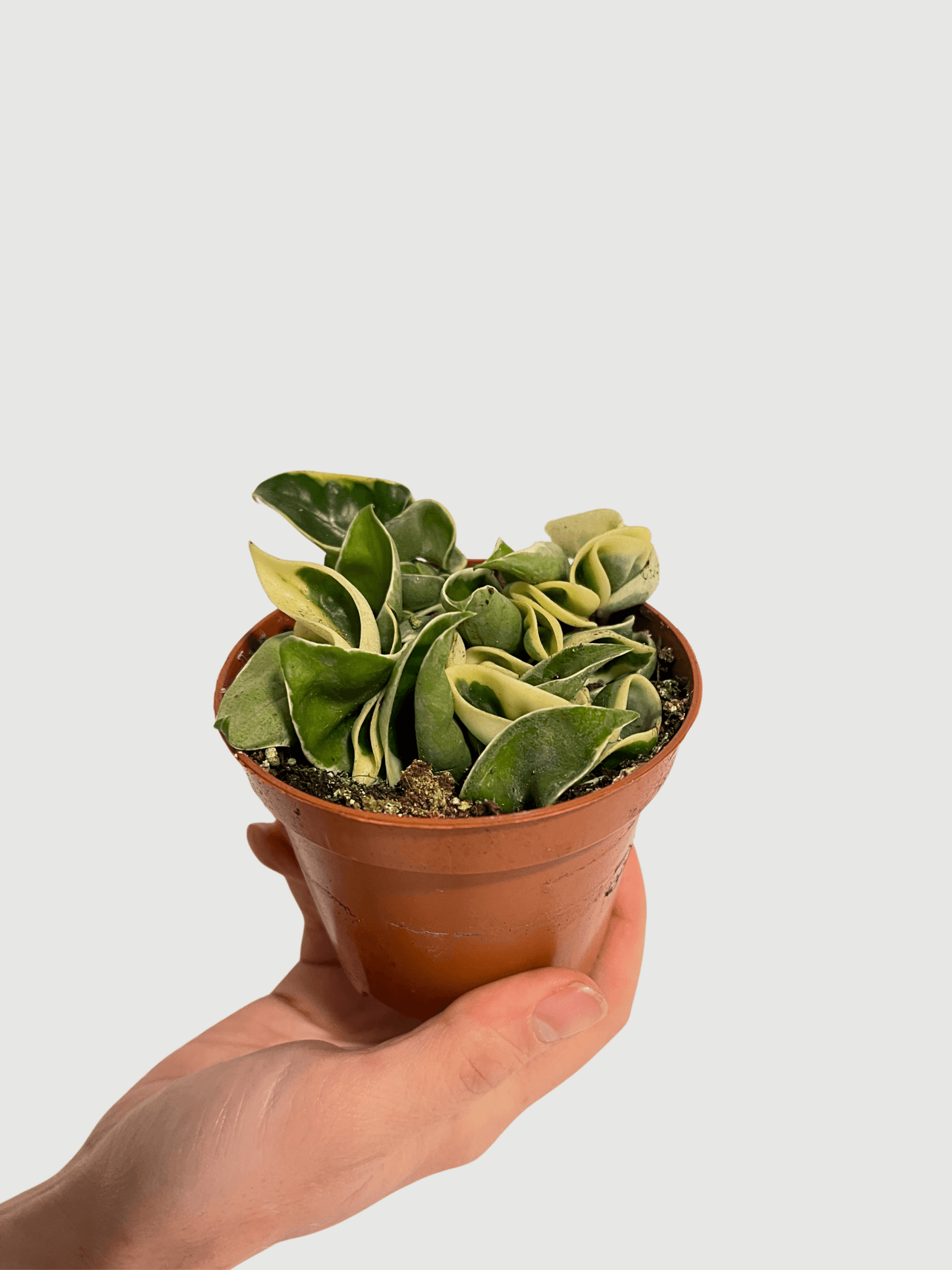 New Arrival: The Rare Hoya Compacta Variegated, Hindu Rope - Rebel Plants