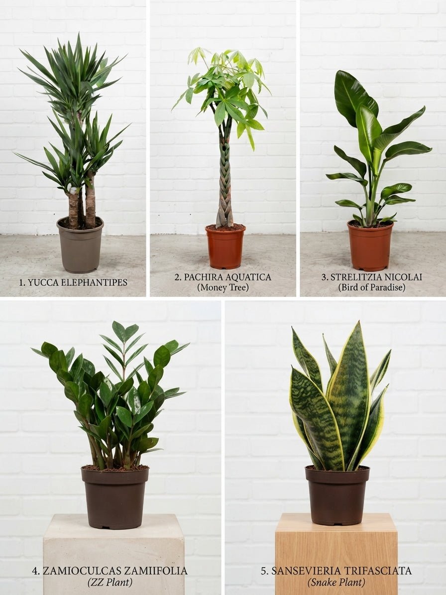 New Business Plant Bundle, Easy Care Indoor Plants - Rebel Plants