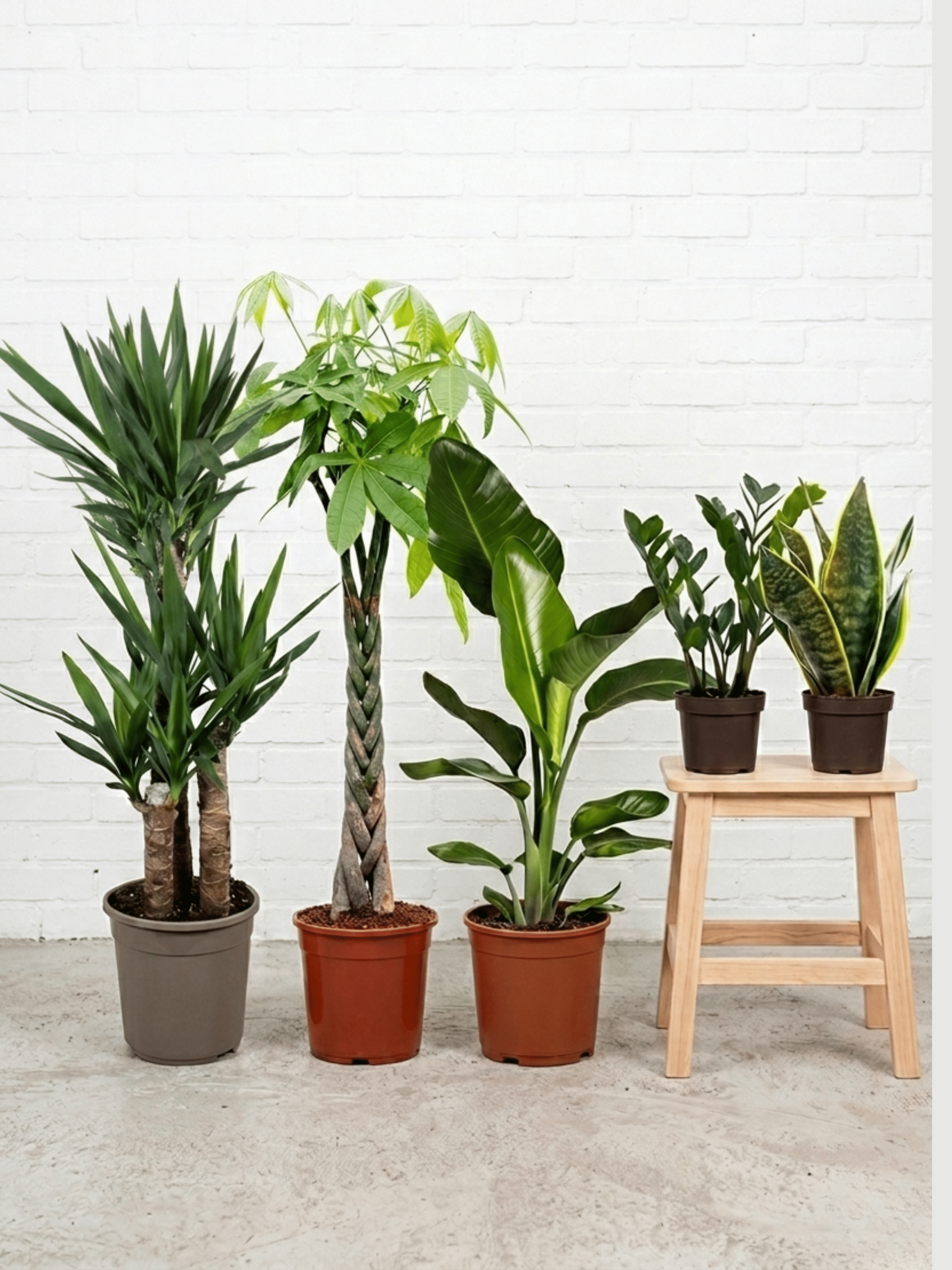New Business Plant Bundle, Easy Care Indoor Plants - Rebel Plants