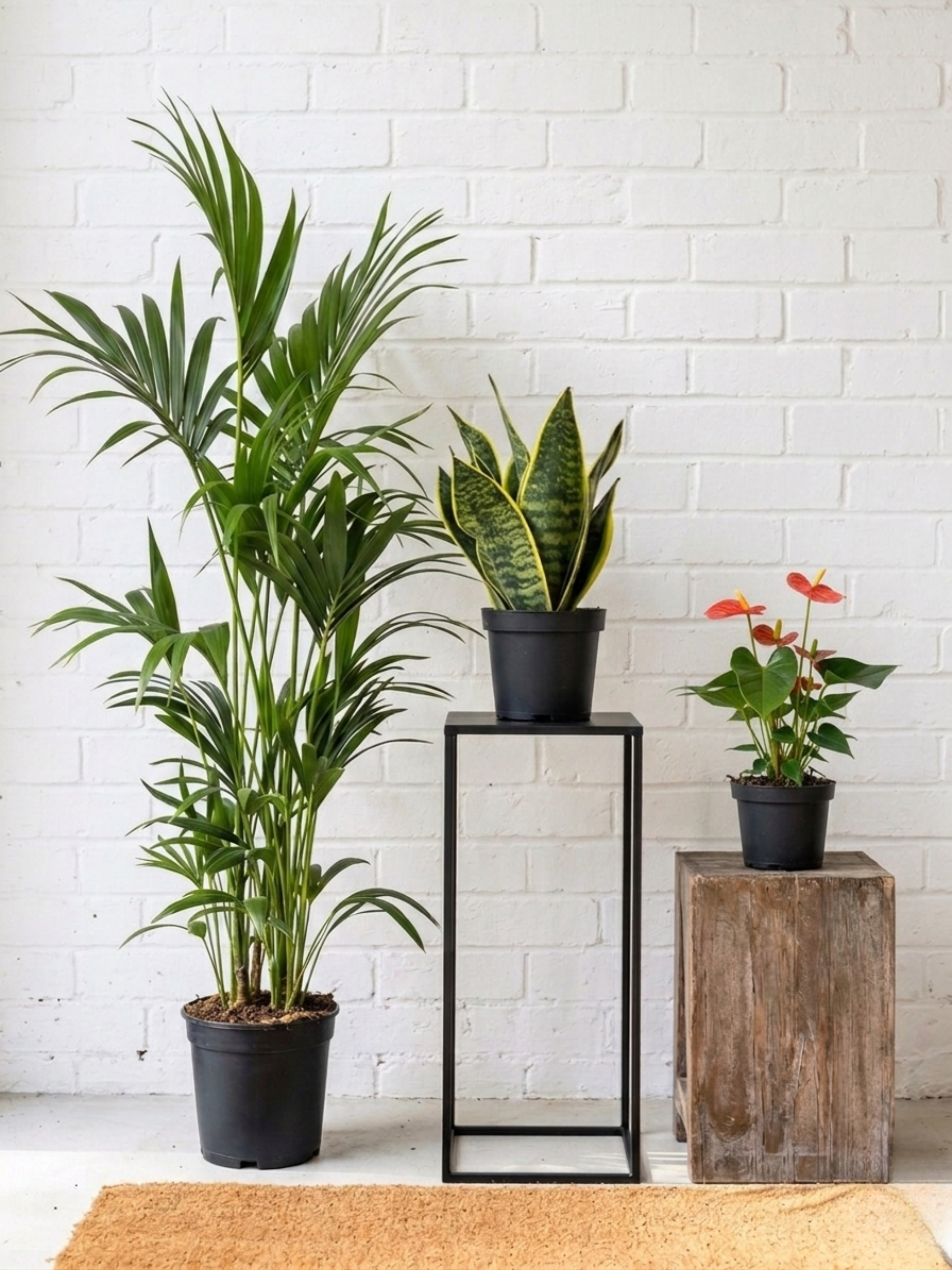 Happy New Home Plant Bundle, The Ultimate Housewarming Gift