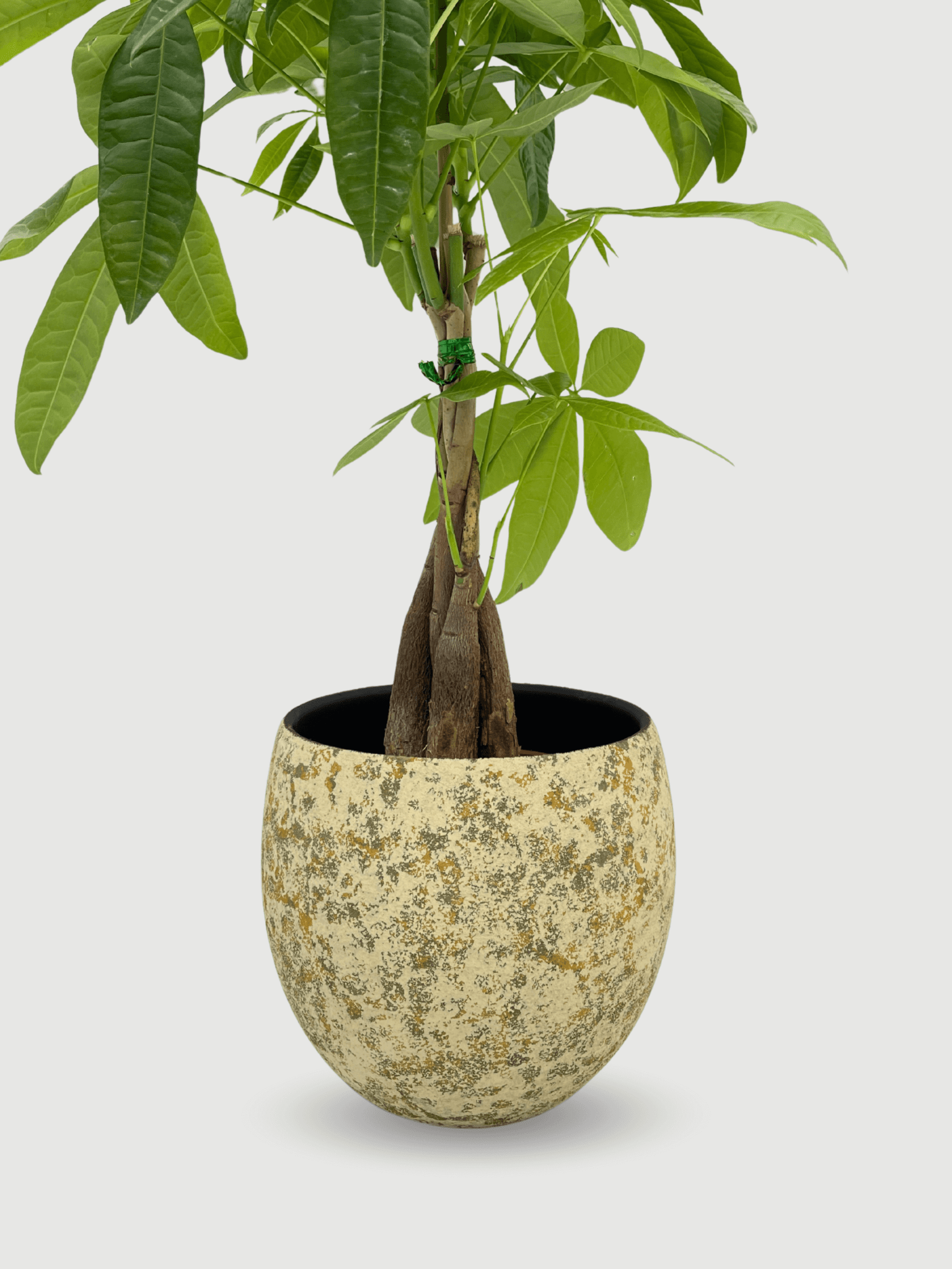 Nikai_Ochre_Yellow__Green_Ceramic_Plant_Pot__Multiple_Sizes__Rebel_Plants
